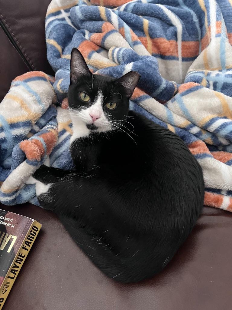 Enlarge Love, a Adoptable mixed breed in Pawtucket, RI image 6/6