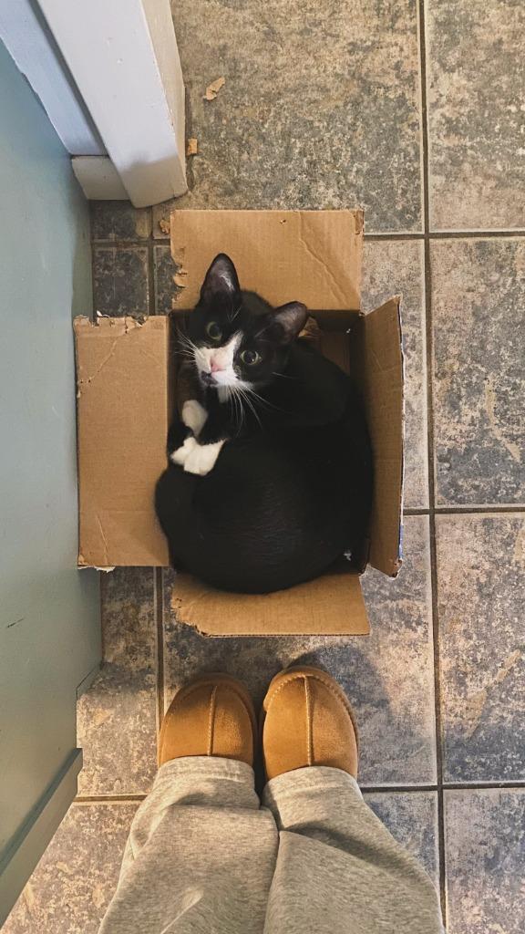 Enlarge Love, a Adoptable mixed breed in Pawtucket, RI image 6/6