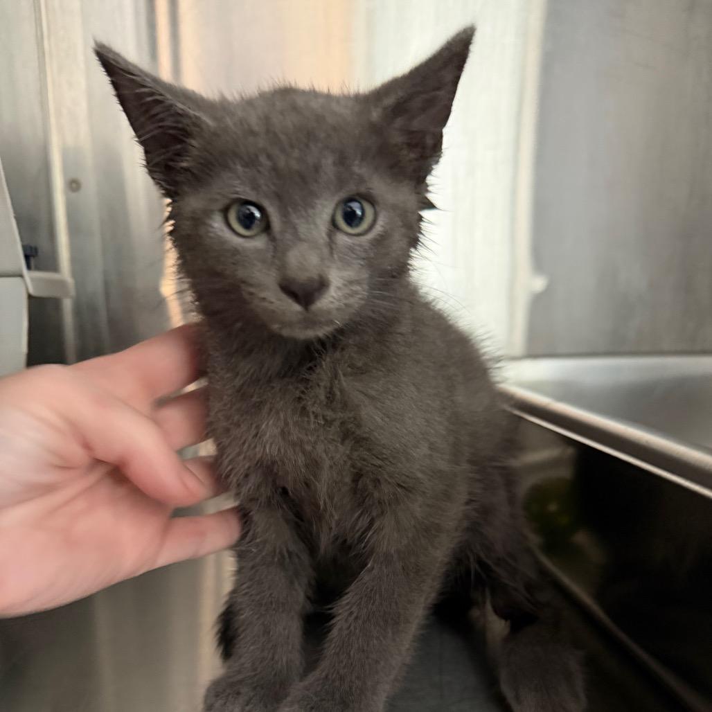 Enlarge Ollie, a Adoptable Domestic Short Hair in Winston Salem, NC image 1/2