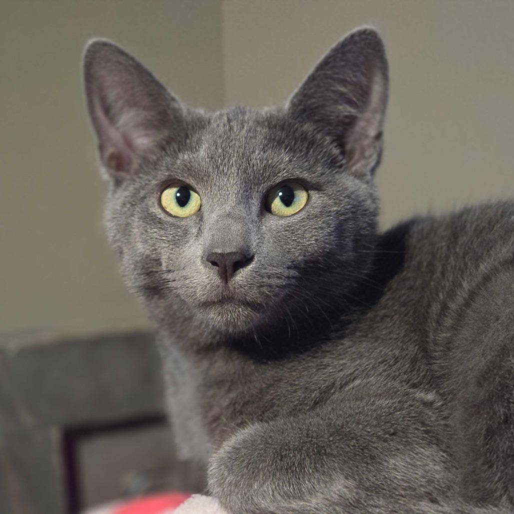 Enlarge Ollie, a Adoptable Domestic Short Hair in Winston Salem, NC image 2/2