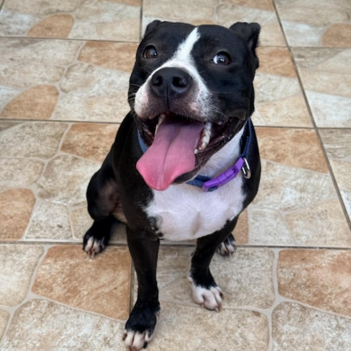 Enlarge Oreo, a Adoptable mixed breed in Key Largo, FL image 2/5