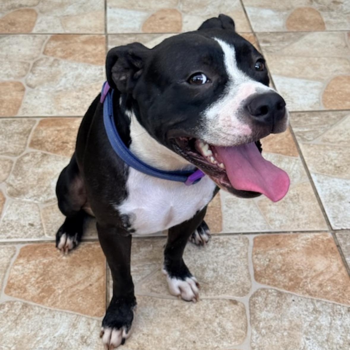 Enlarge Oreo, a Adoptable mixed breed in Key Largo, FL image 5/5