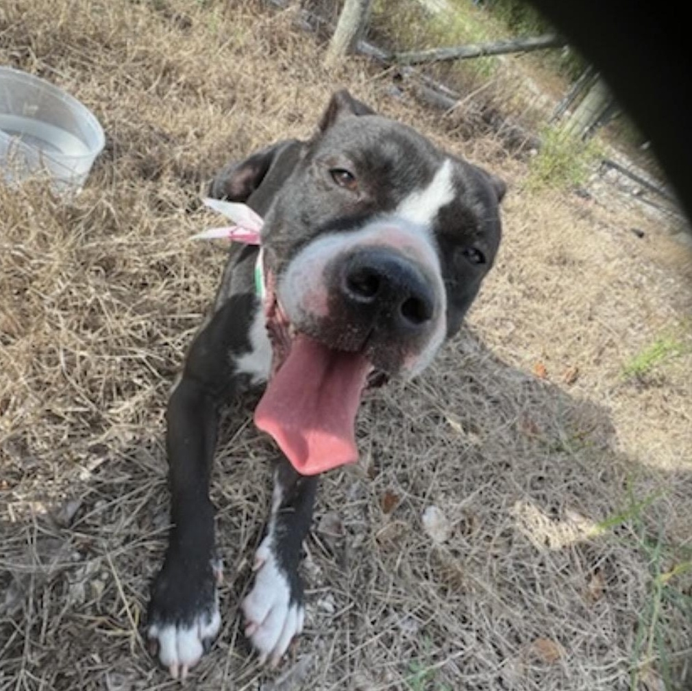 Enlarge Oreo, a Adoptable mixed breed in Key Largo, FL image 4/5