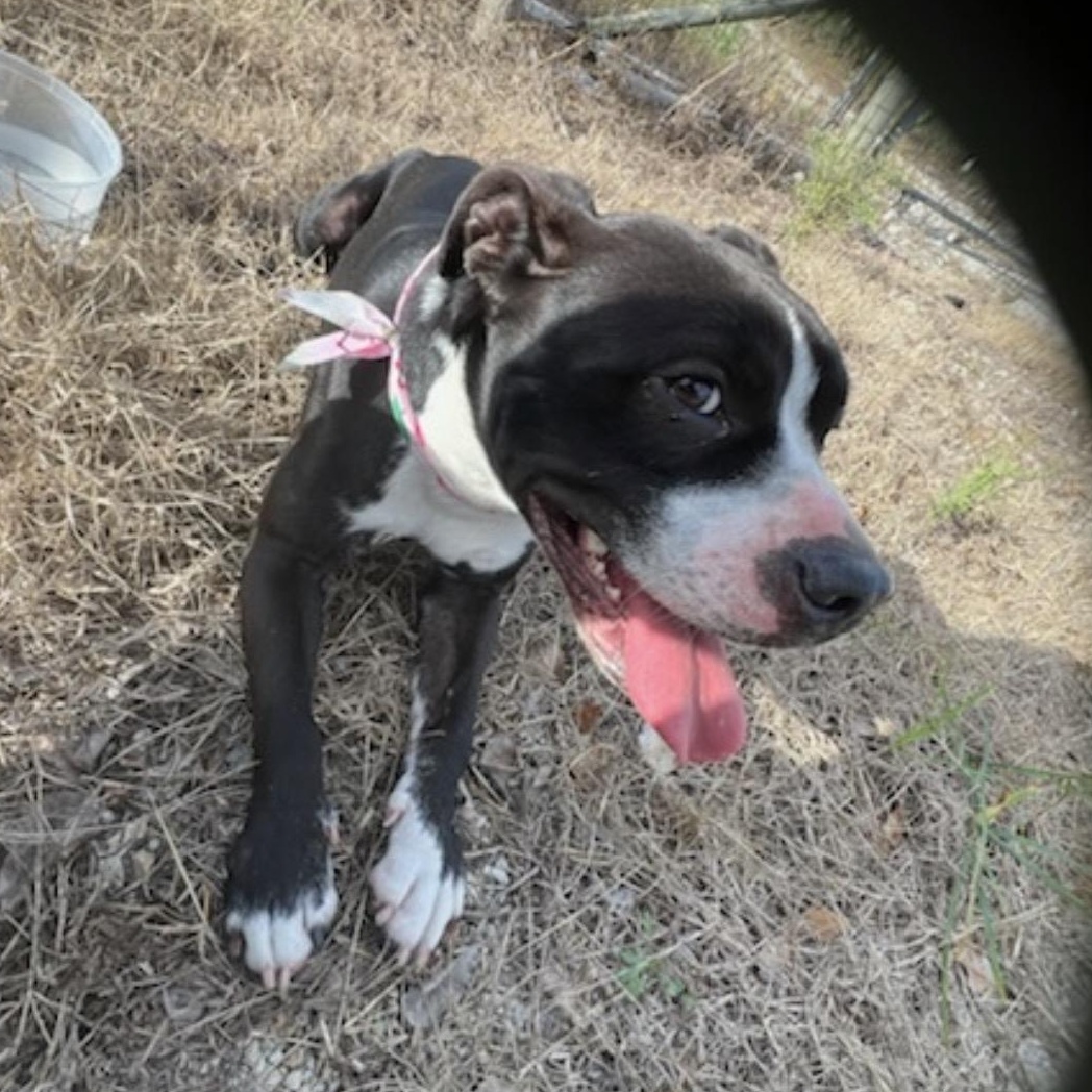 Enlarge Oreo, a Adoptable mixed breed in Key Largo, FL image 3/5