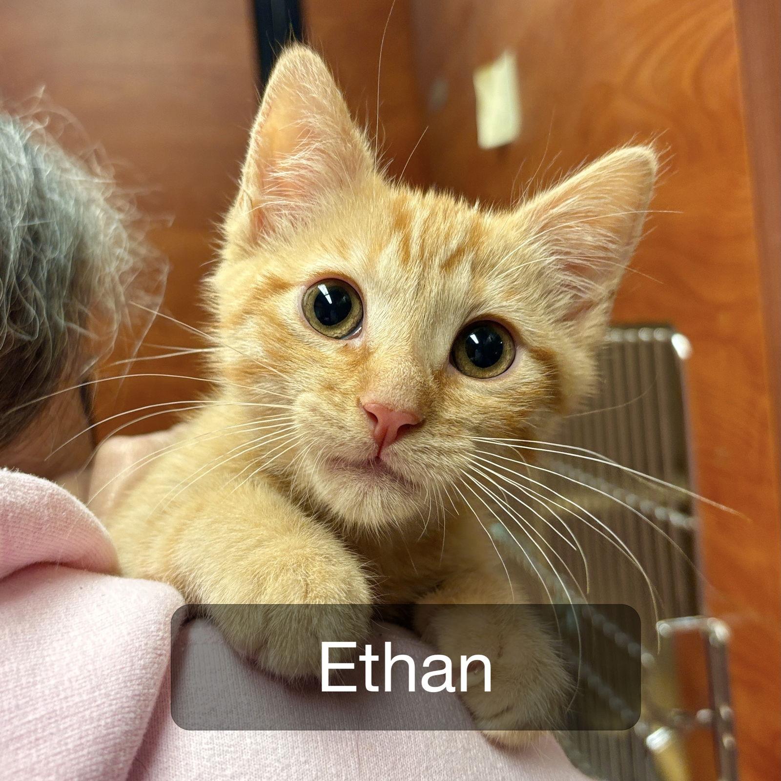 Ethan, Adopted, Kitten Male Domestic Short Hair.