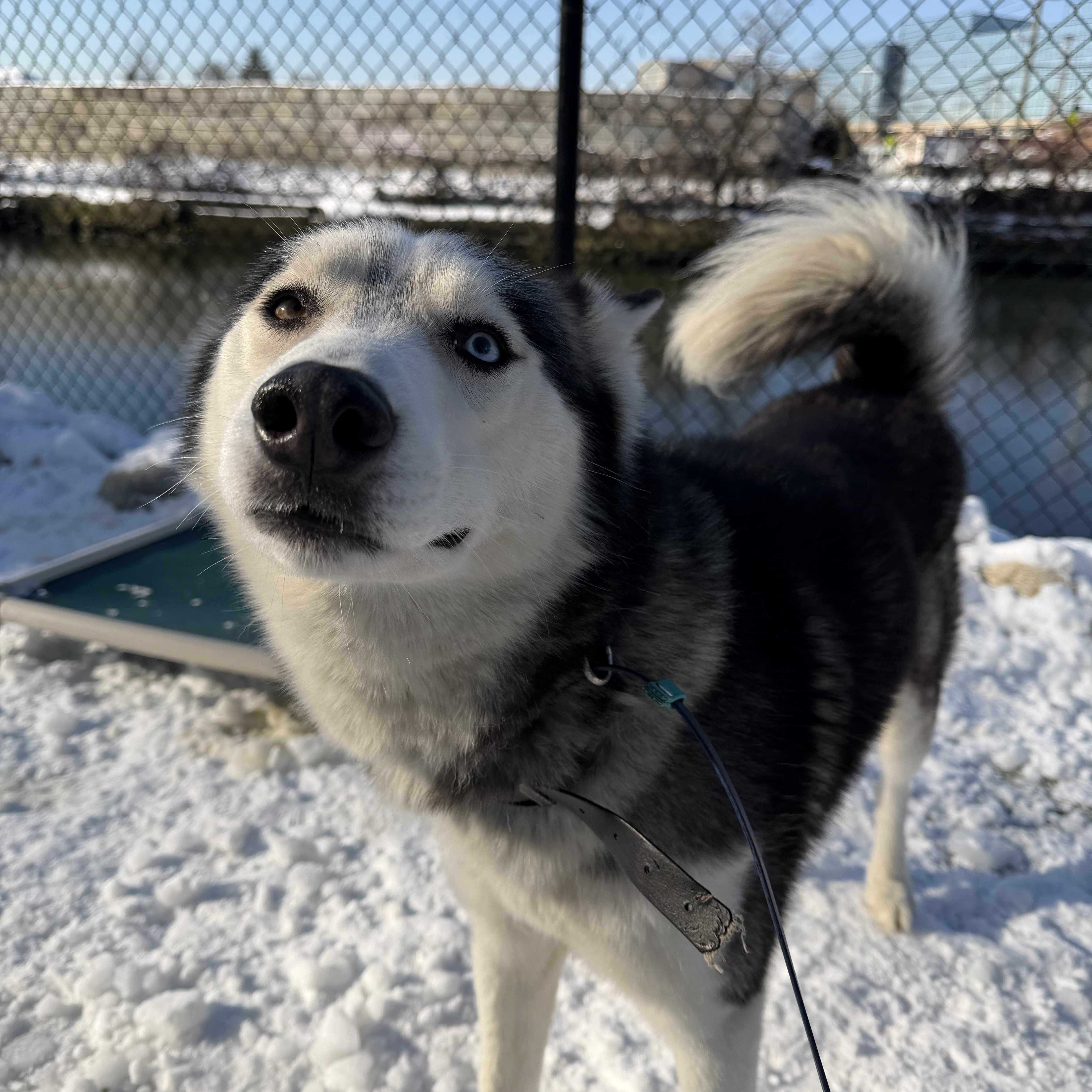 Enlarge Bobby Husky, a ADOPTABLE Siberian Husky in Stamford, CT image 3/6