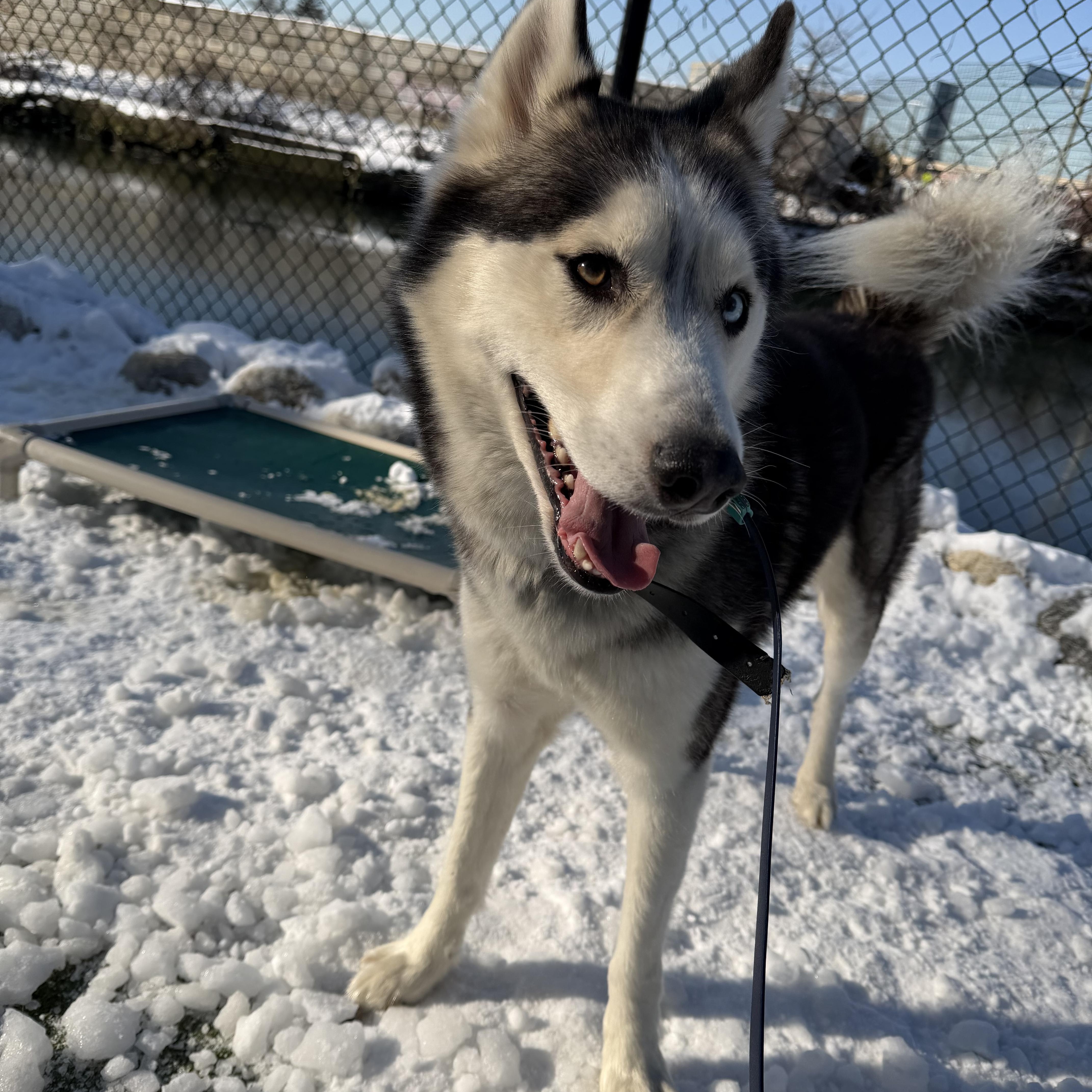Bobby Husky, ADOPTABLE, Adult Male Siberian Husky.