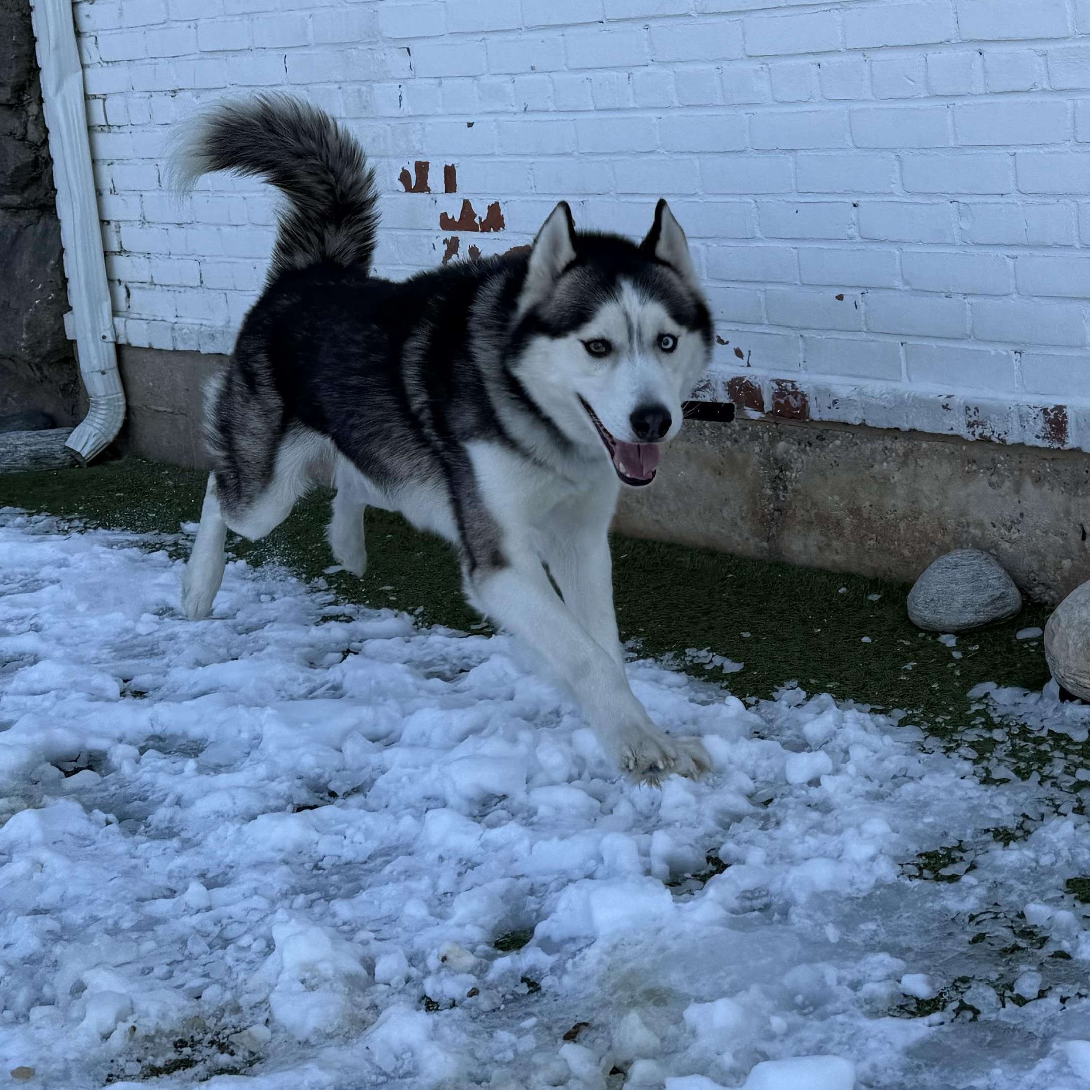 Enlarge Bobby Husky, a ADOPTABLE Siberian Husky in Stamford, CT image 4/6