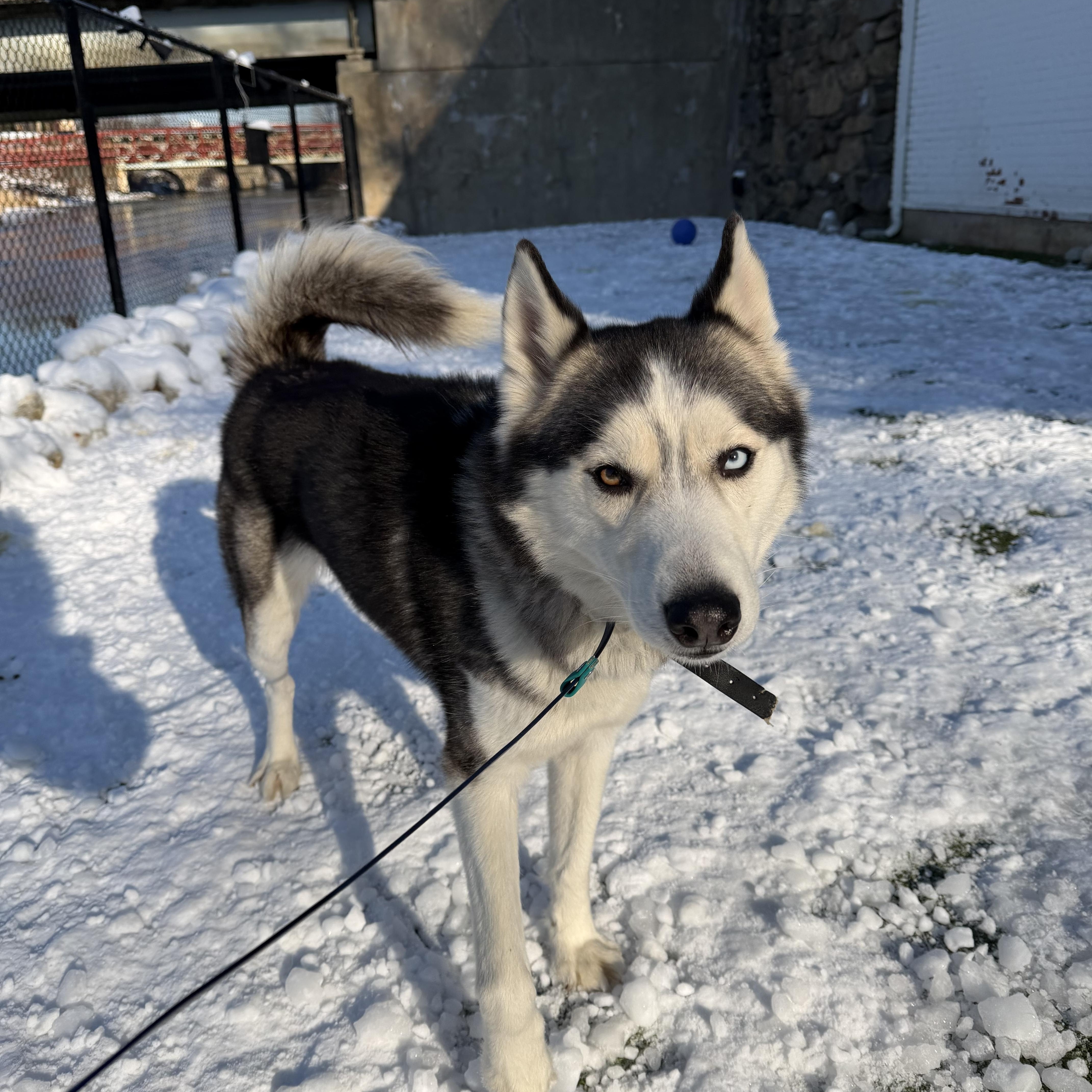 Enlarge Bobby Husky, a ADOPTABLE Siberian Husky in Stamford, CT image 2/6