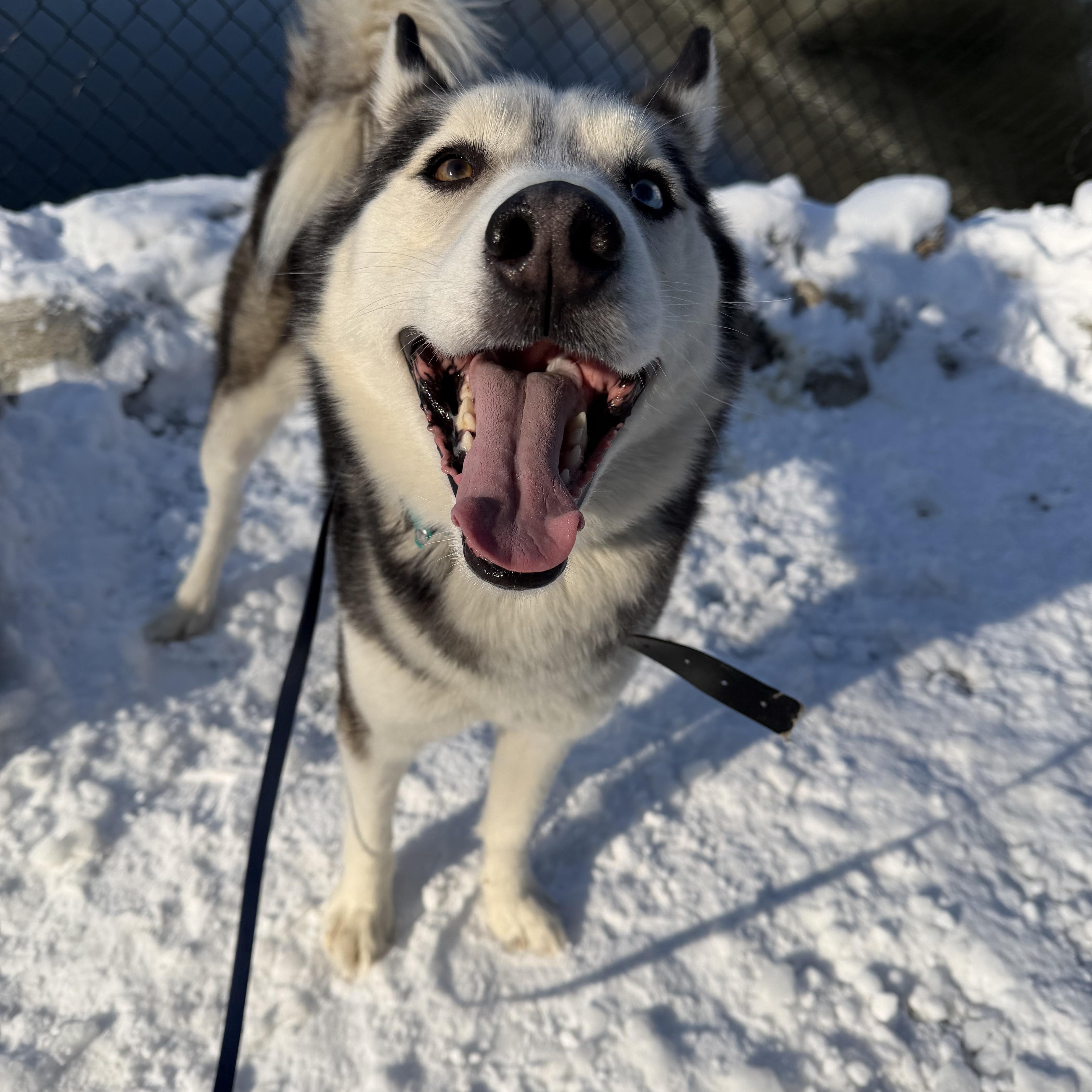 Enlarge Bobby Husky, a ADOPTABLE Siberian Husky in Stamford, CT image 5/6
