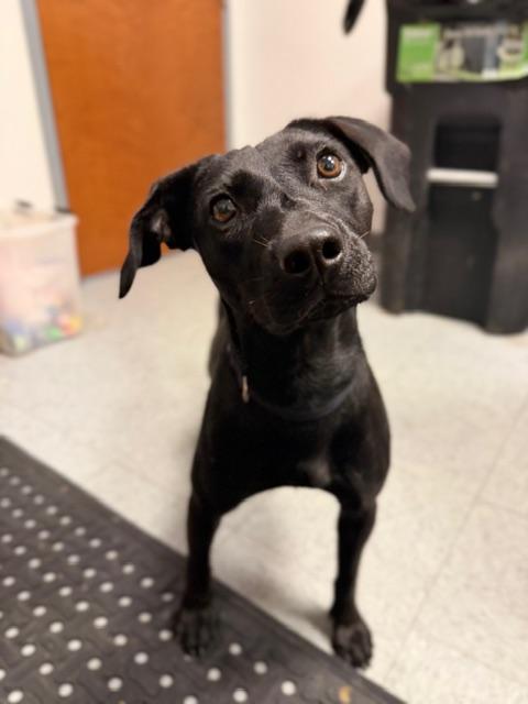 Roxy, ADOPTABLE, Young Female Black Labrador Retriever & Dachshund.