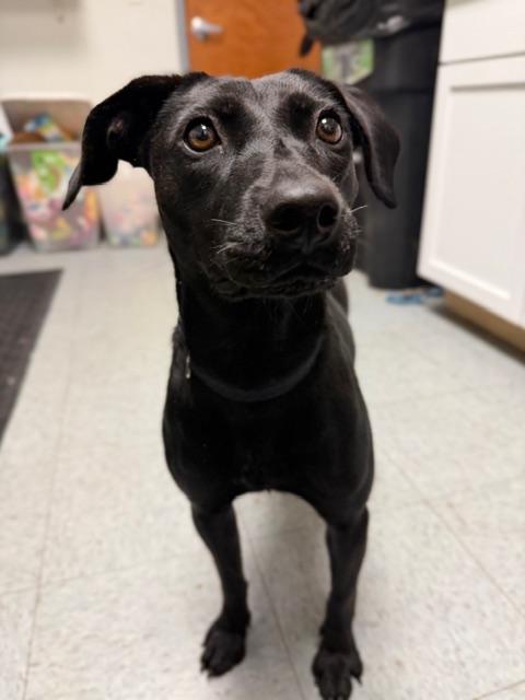 Roxy, a ADOPTABLE mixed breed in Shelbyville, IN image 3/3