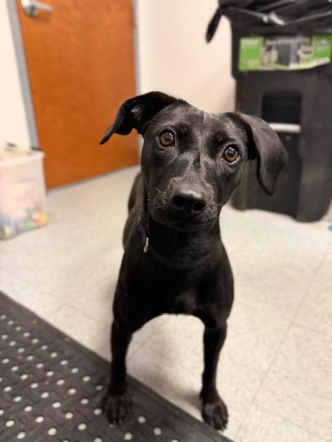 Roxy, a ADOPTABLE mixed breed in Shelbyville, IN image 2/3
