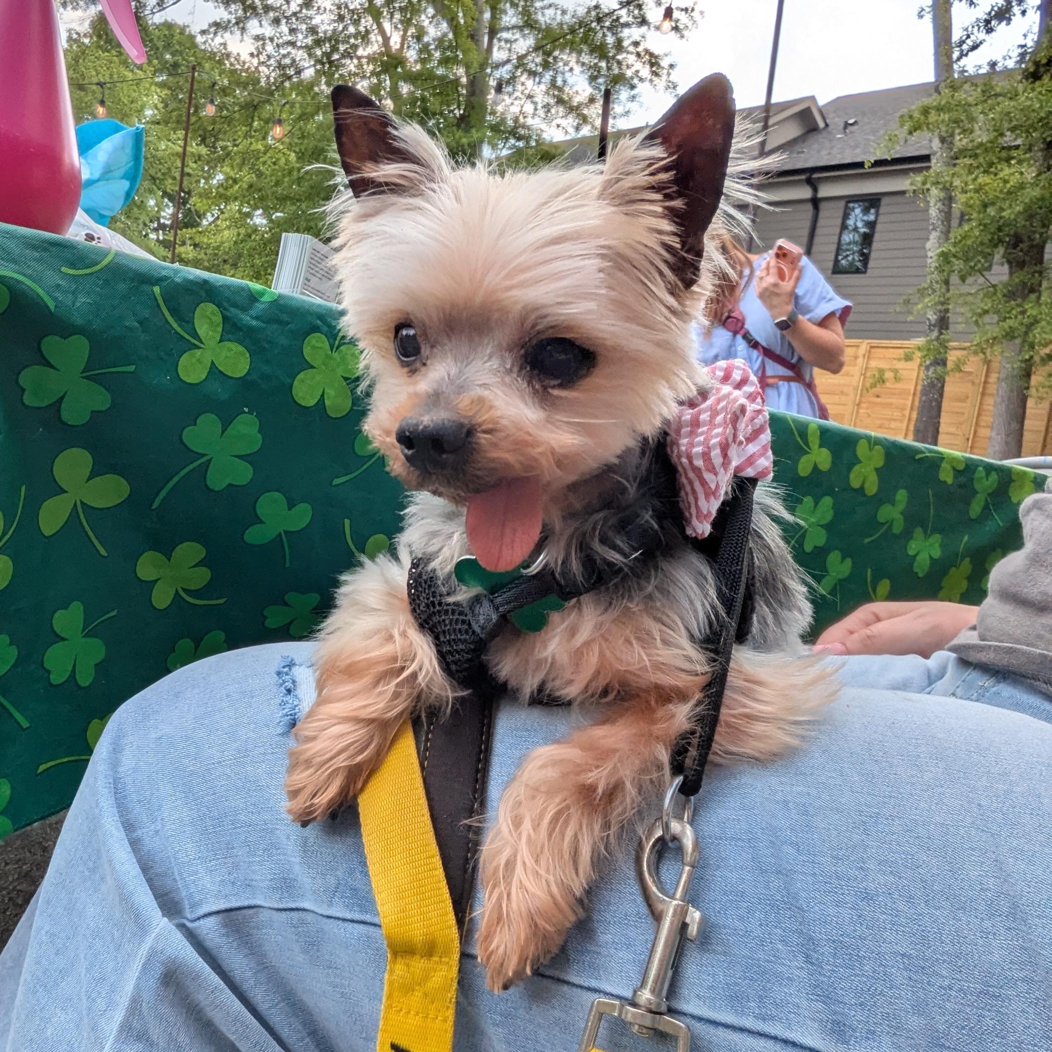 Enlarge Basil, a ADOPTABLE Yorkshire Terrier in East Point, GA image 2/6