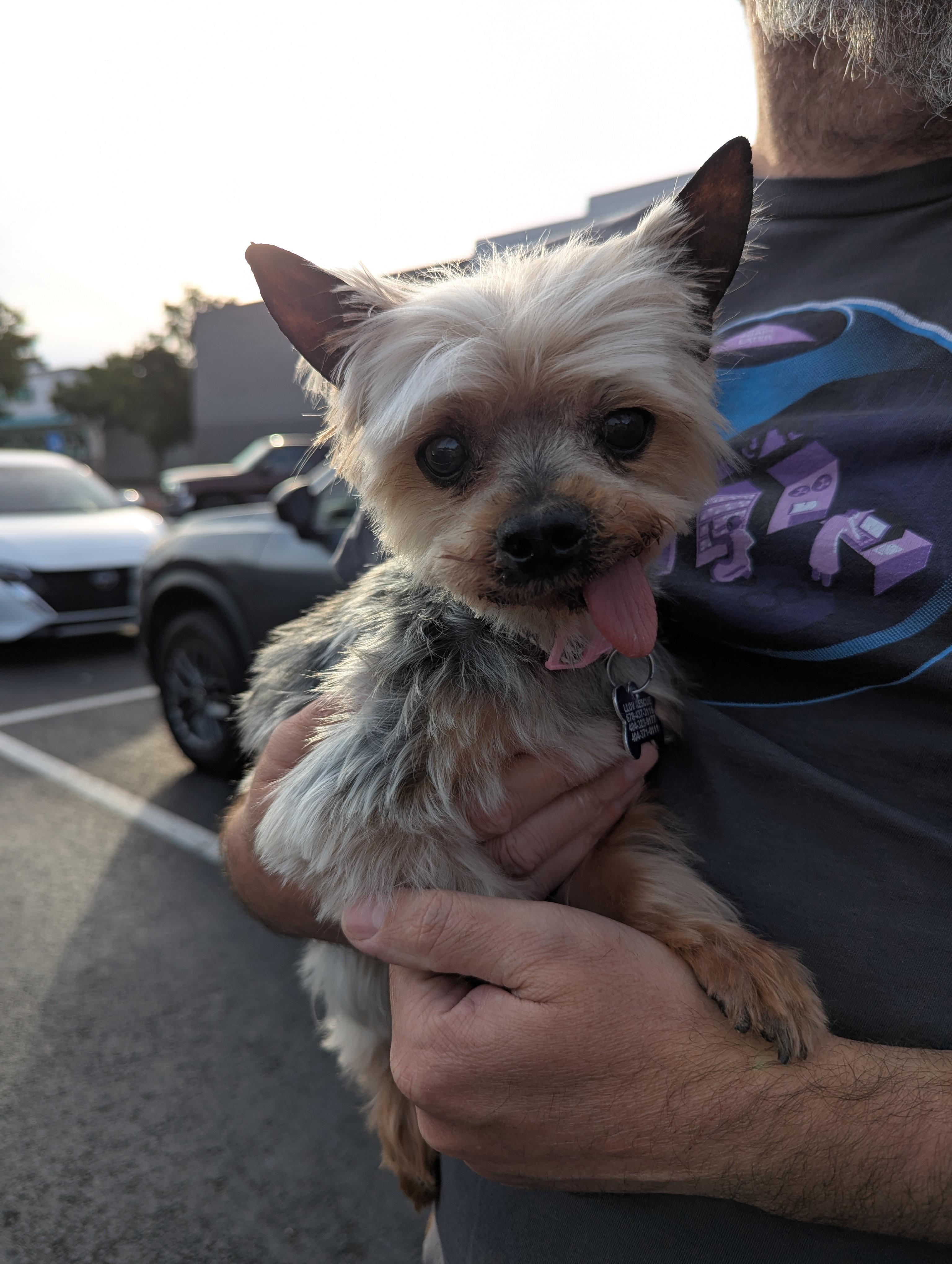 Enlarge Basil, a ADOPTABLE Yorkshire Terrier in East Point, GA image 6/6