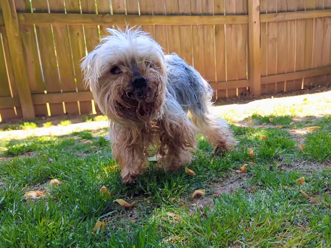 Enlarge Basil, a ADOPTABLE Yorkshire Terrier in East Point, GA image 4/6
