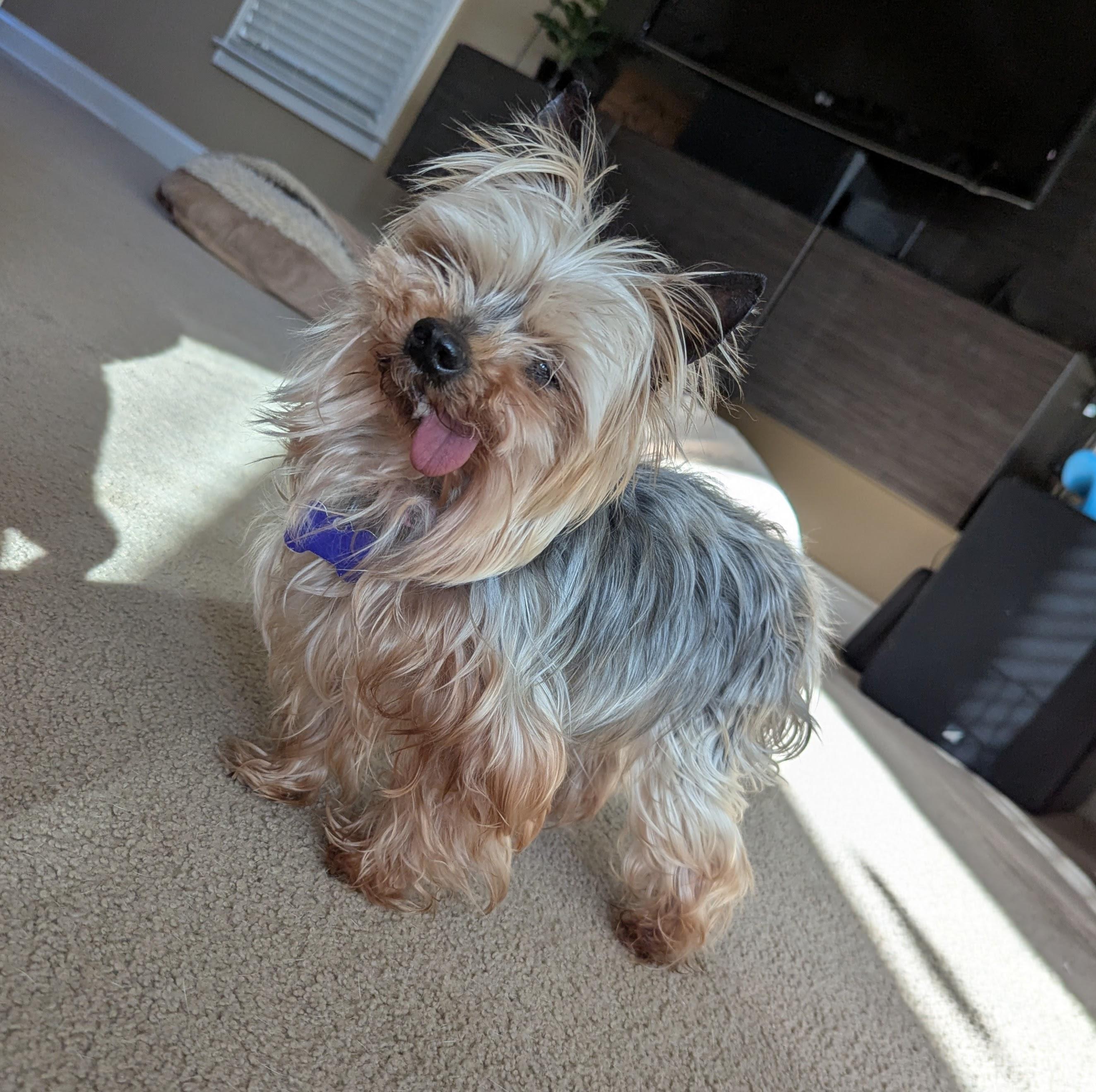 Enlarge Basil, a ADOPTABLE Yorkshire Terrier in East Point, GA image 5/6
