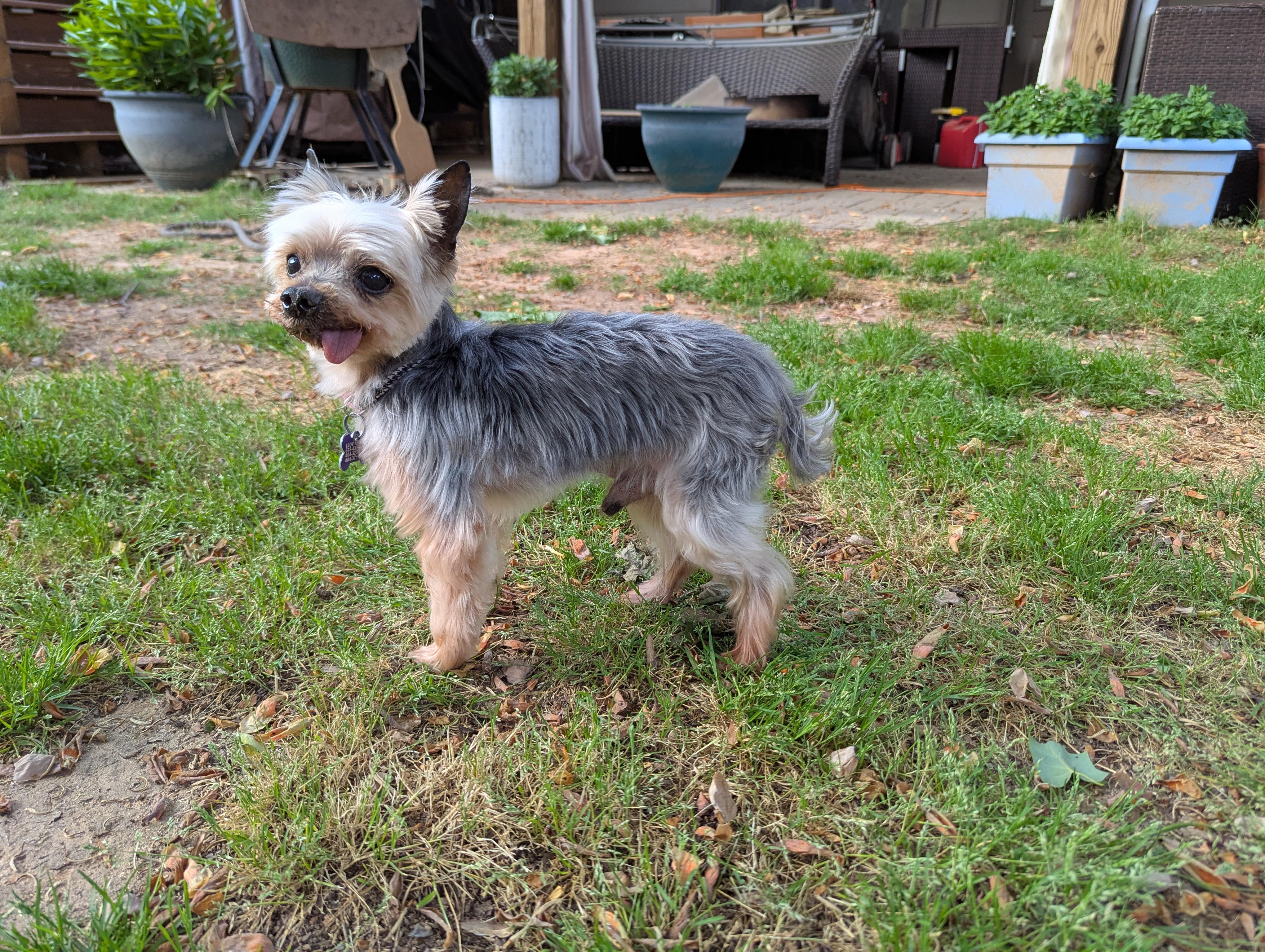 Enlarge Basil, a ADOPTABLE Yorkshire Terrier in East Point, GA image 3/6