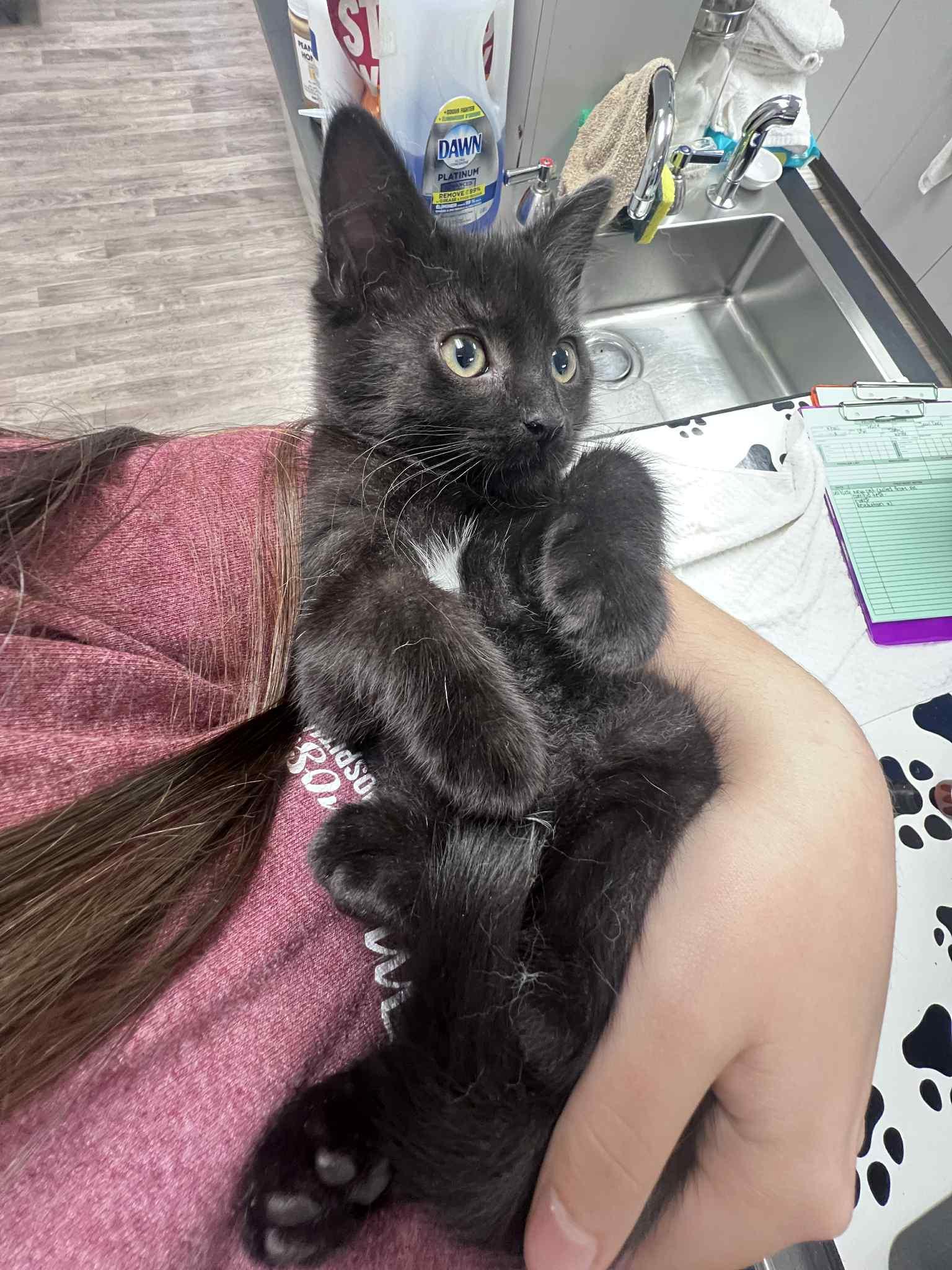 Enlarge Shazah, a Adoptable mixed breed in Mount Morris, MI image 5/5