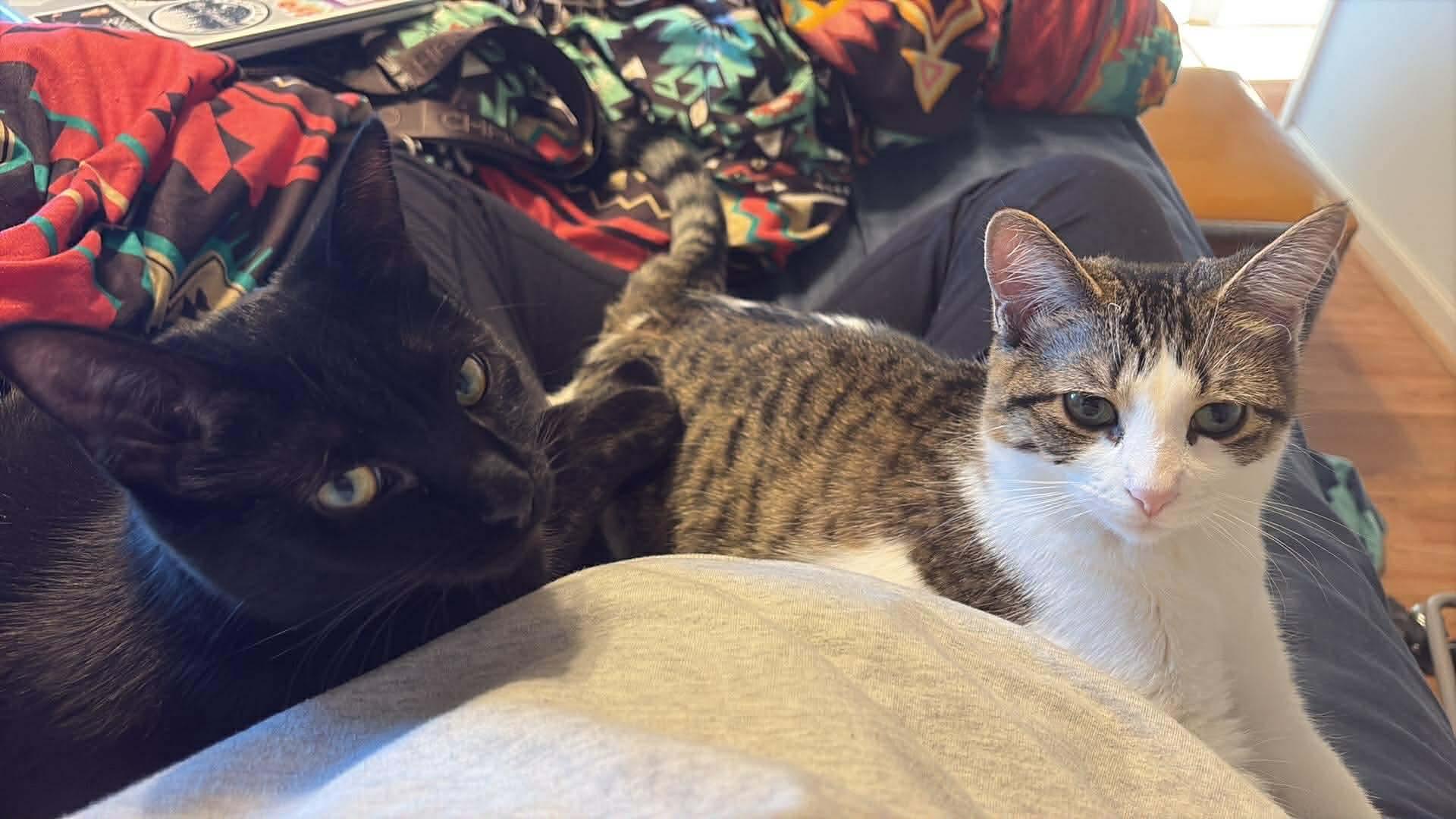 Enlarge Shazah, a Adoptable mixed breed in Mount Morris, MI image 1/5