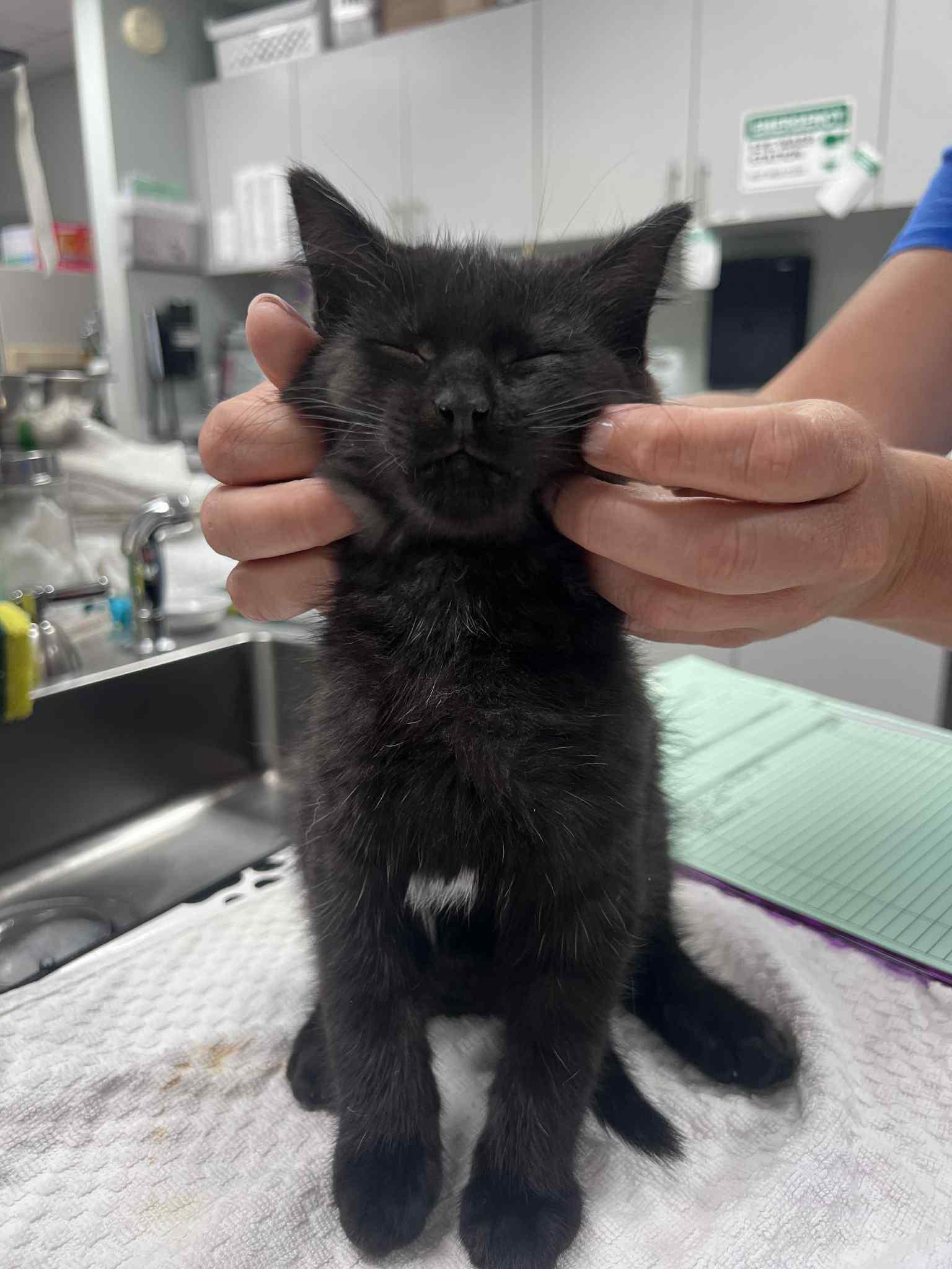 Shazah, Adoptable, Kitten Female American Shorthair & Domestic Short Hair.