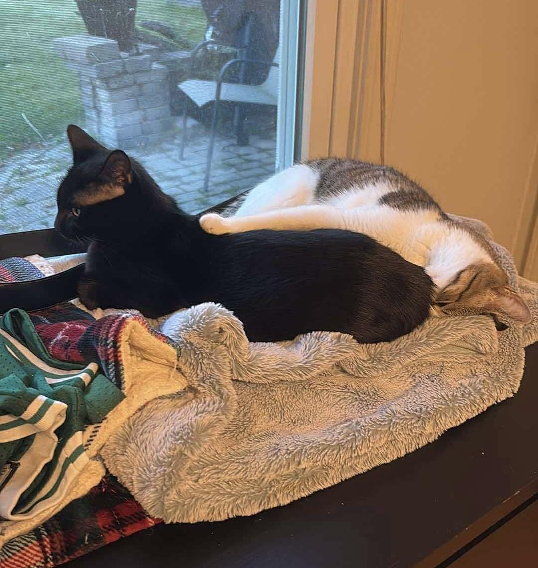 Enlarge Shazah, a Adoptable mixed breed in Mount Morris, MI image 4/5