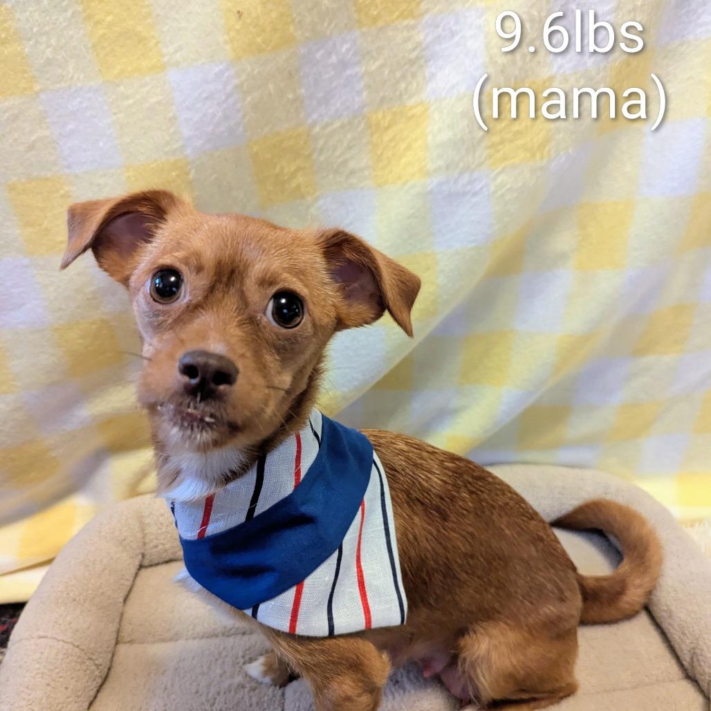 Enlarge Sailor, a Adoptable Mixed Breed in Asheville, NC image 1/4