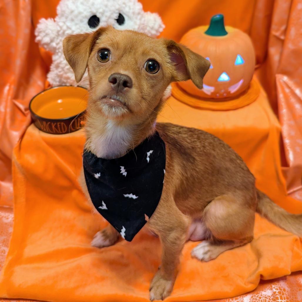 Enlarge Sailor, a Adoptable Mixed Breed in Asheville, NC image 2/4