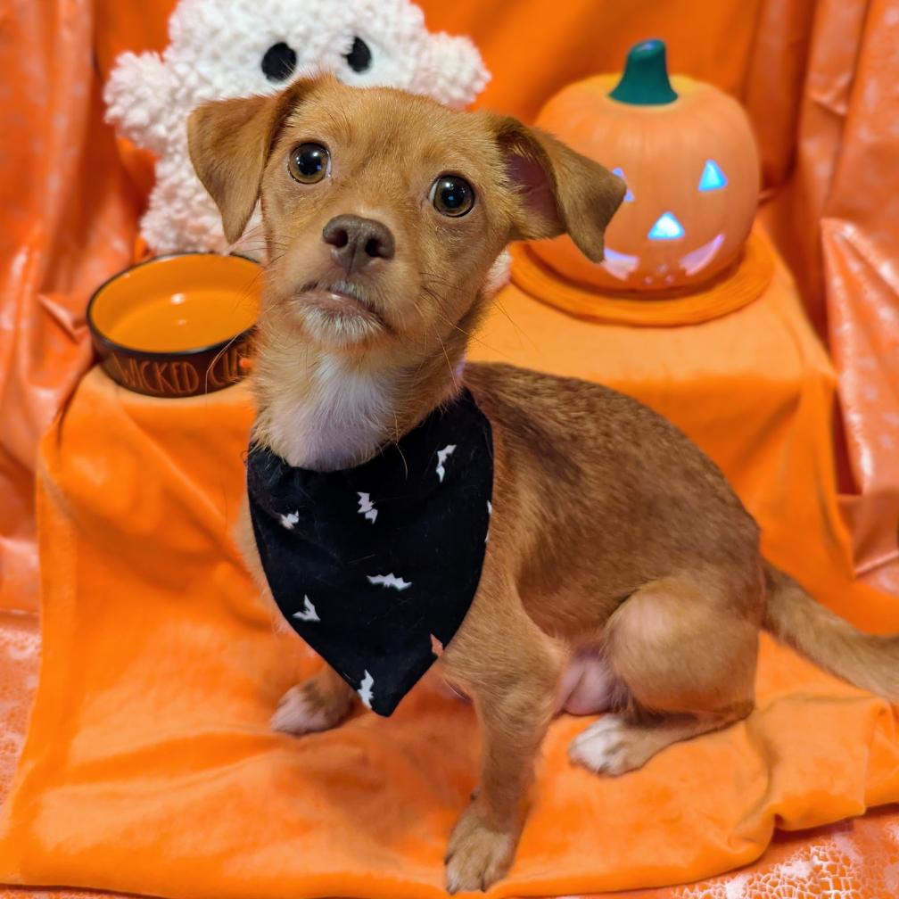 Enlarge Sailor, a Adoptable Mixed Breed in Asheville, NC image 3/4
