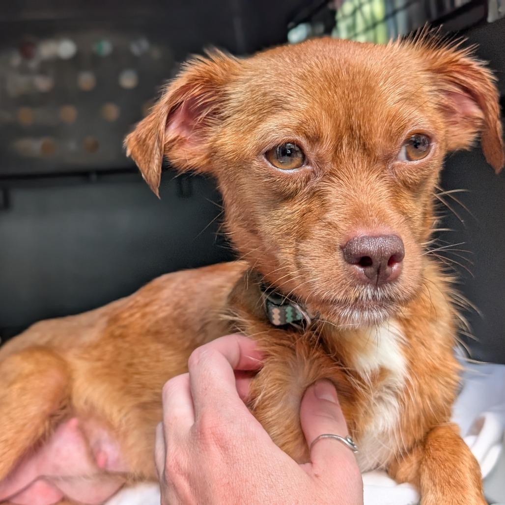 Enlarge Sailor, a Adoptable Mixed Breed in Asheville, NC image 4/4