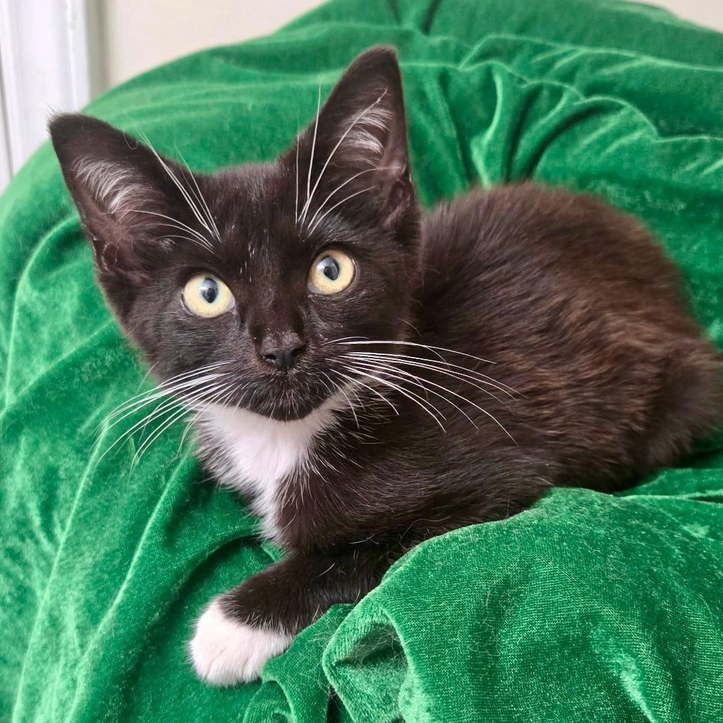 Maggie, Baby Female unknown
