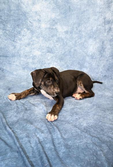 Cholly — thumbnail 2