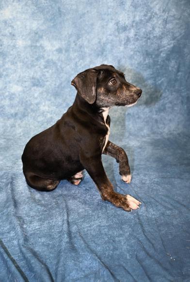 Cholly — thumbnail 4