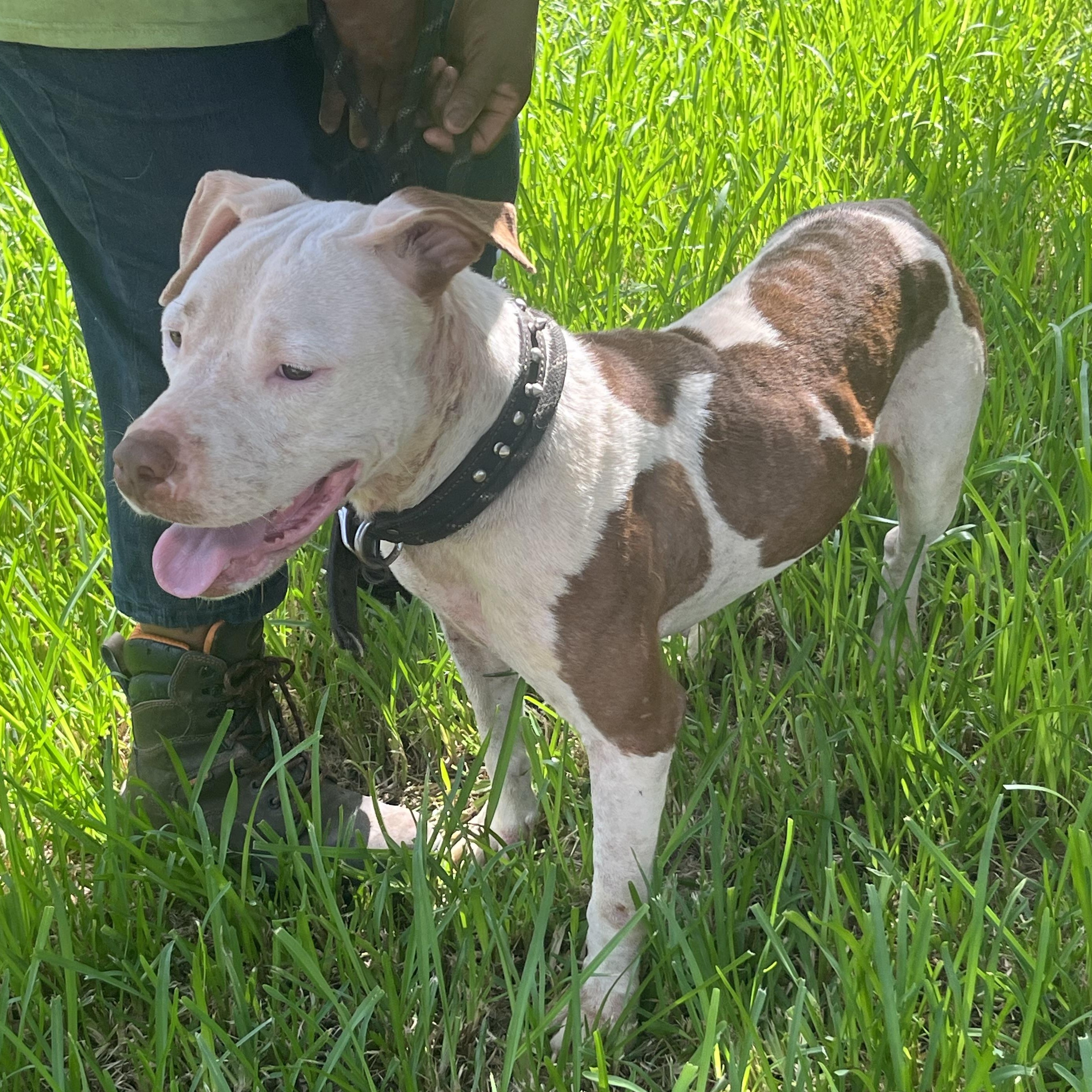 DUCKIE — thumbnail 3