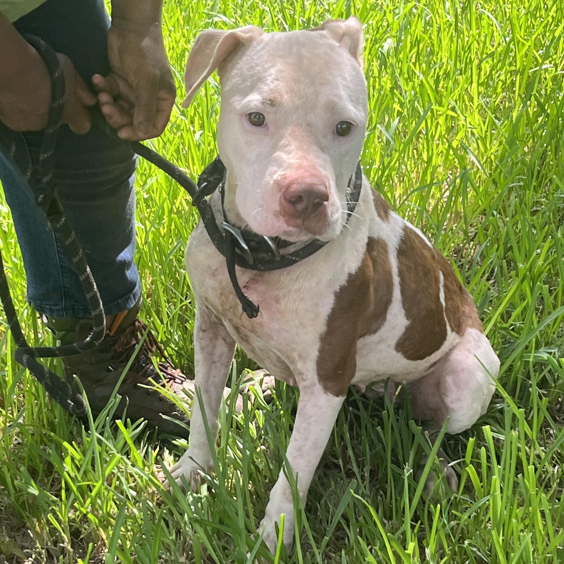 DUCKIE — thumbnail 4