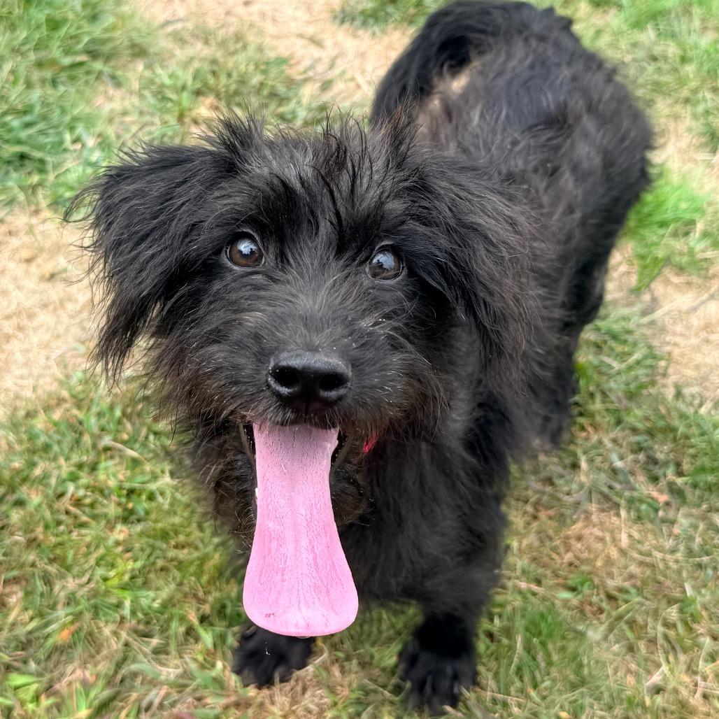 CT Dot avail Sep 26 (Cropley's Garden- Bolton, CT), Adoptable, Puppy Female Terrier & Mixed Breed.
