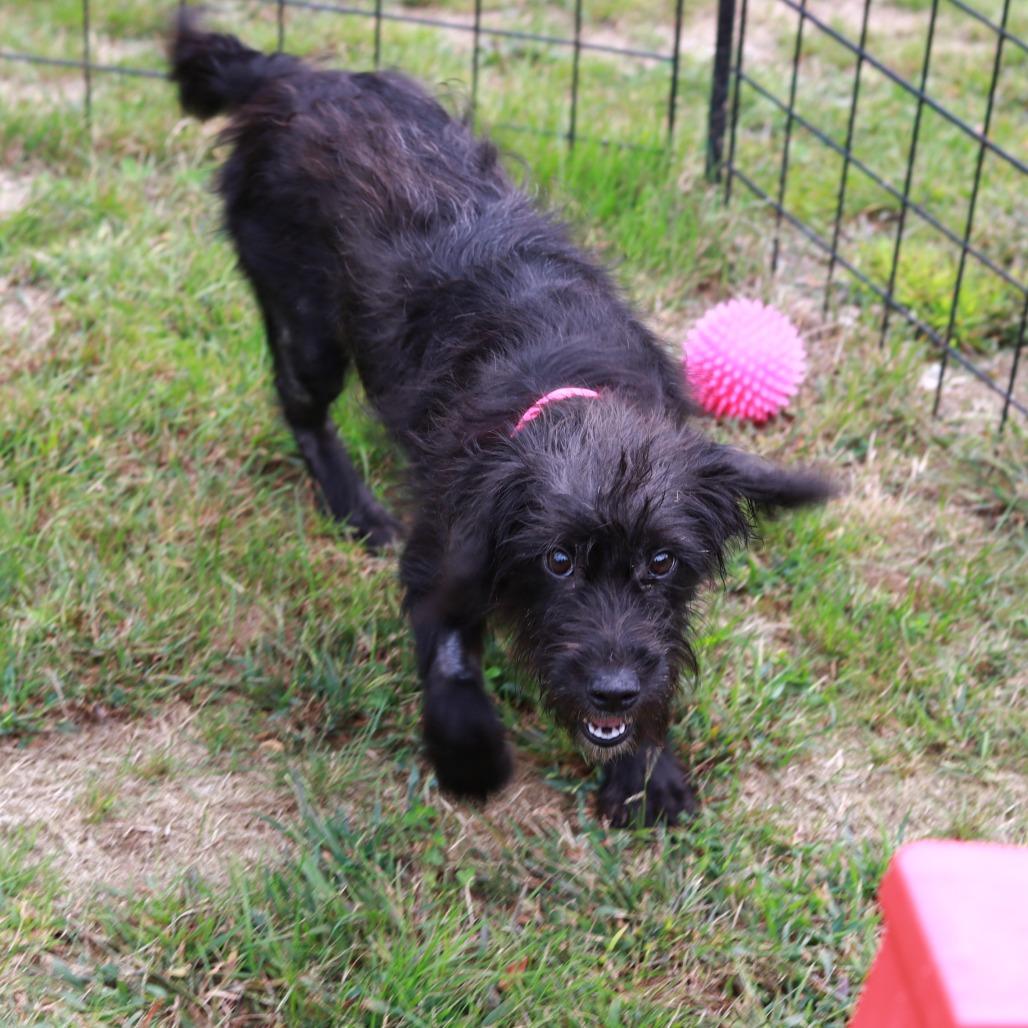 Enlarge CT Dot avail Sep 26 (Cropley's Garden- Bolton, CT), a Adoptable mixed breed in Stormville, NY image 2/5