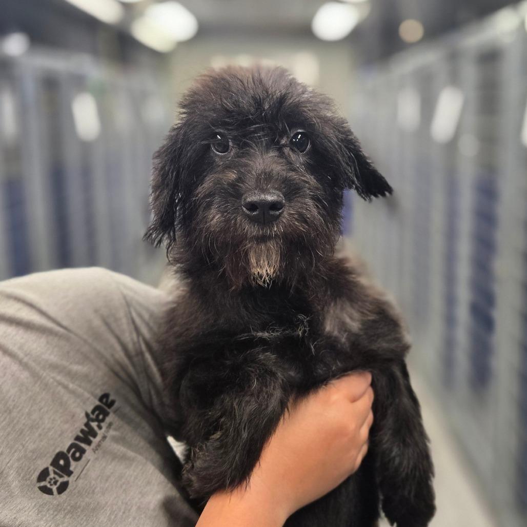 Enlarge CT Dot avail Sep 26 (Cropley's Garden- Bolton, CT), a Adoptable mixed breed in Stormville, NY image 3/5