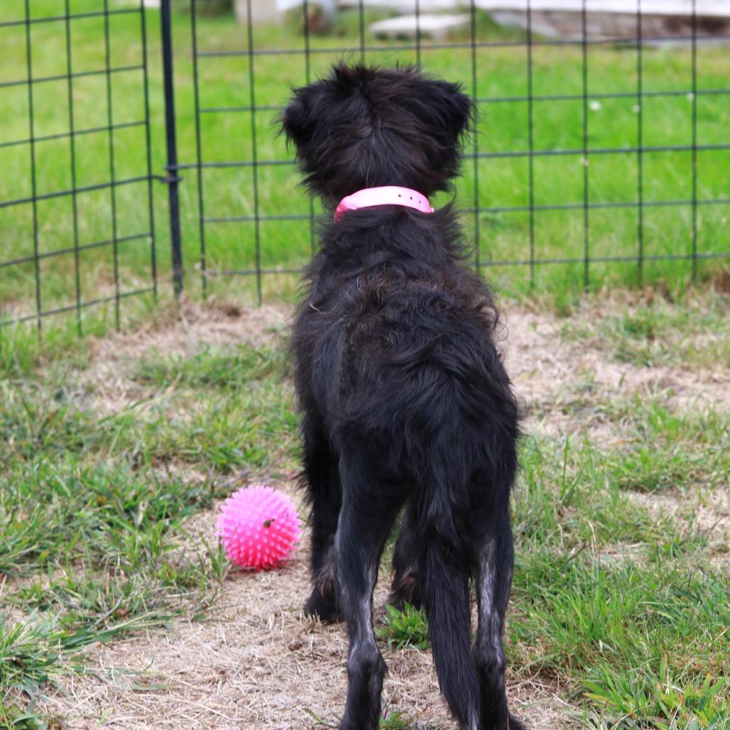Enlarge CT Dot avail Sep 26 (Cropley's Garden- Bolton, CT), a Adoptable mixed breed in Stormville, NY image 4/5
