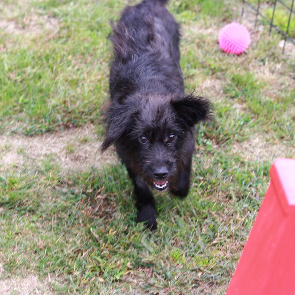 Enlarge CT Dot avail Sep 26 (Cropley's Garden- Bolton, CT), a Adoptable mixed breed in Stormville, NY image 5/5