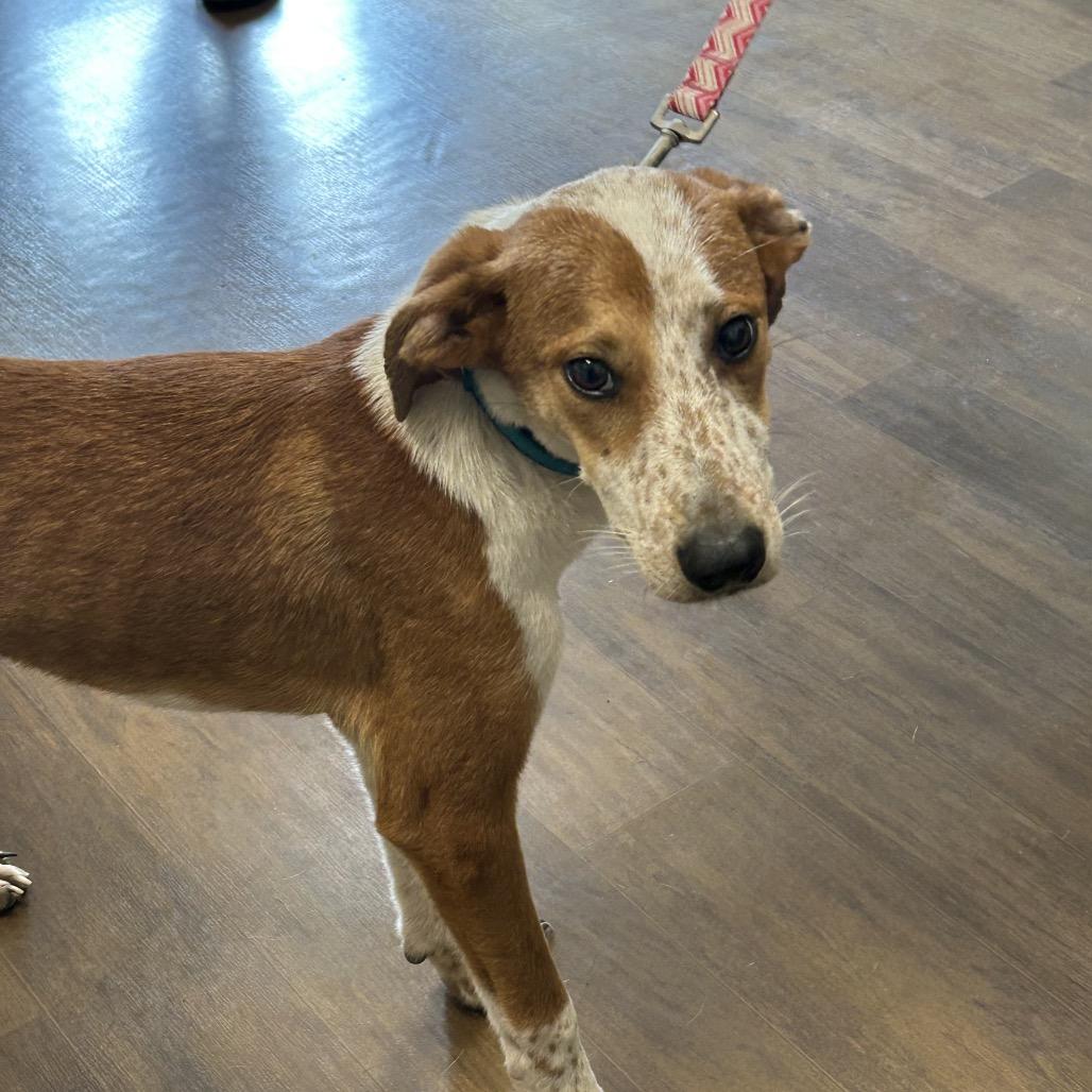 Copper, Adoptable, Young Male Labrador Retriever.