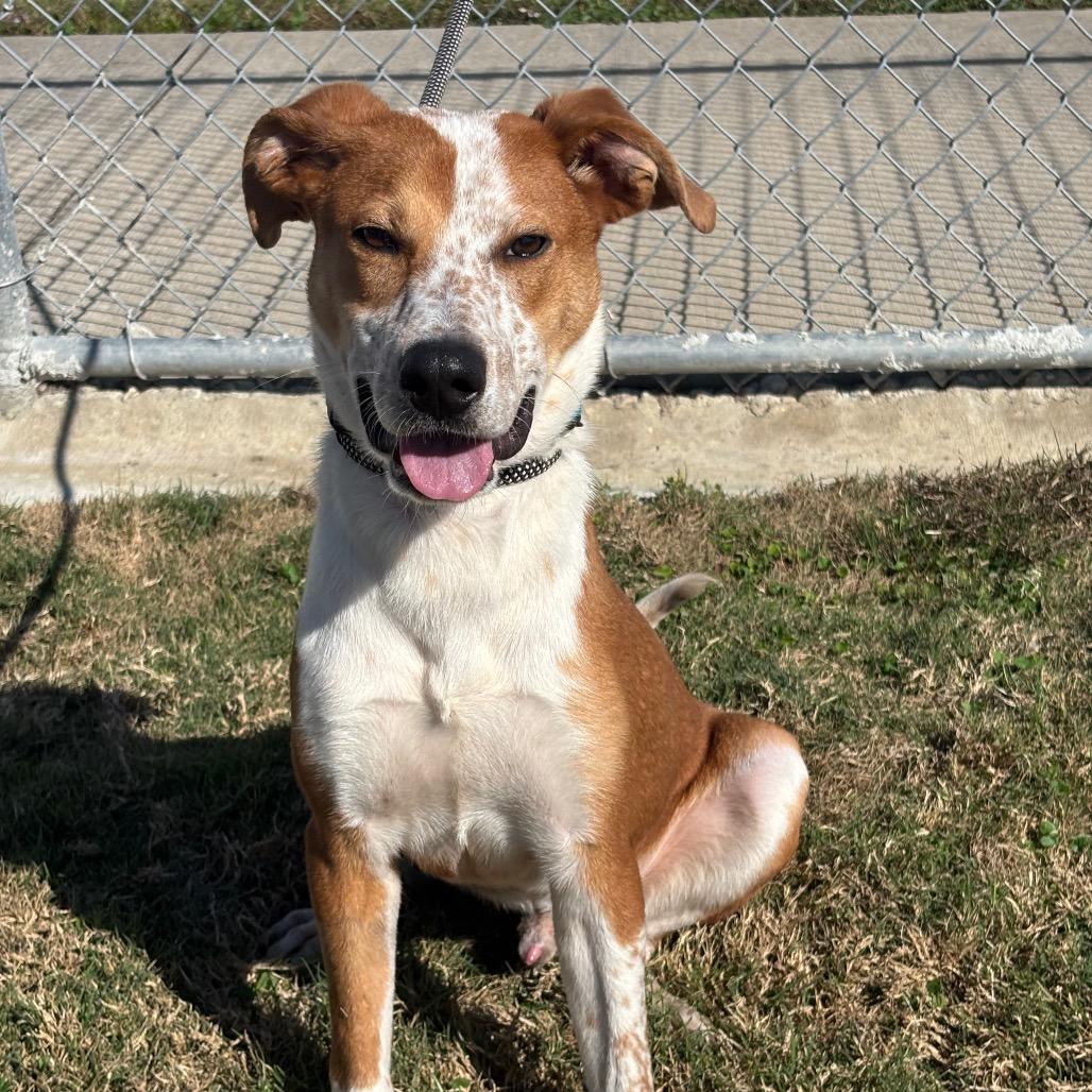 Copper, Adoptable, Young Male Labrador Retriever.