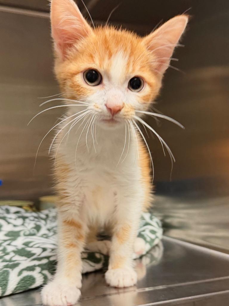 Enlarge Short Ribs, a Adoptable Domestic Short Hair in Ocala, FL image 1/2