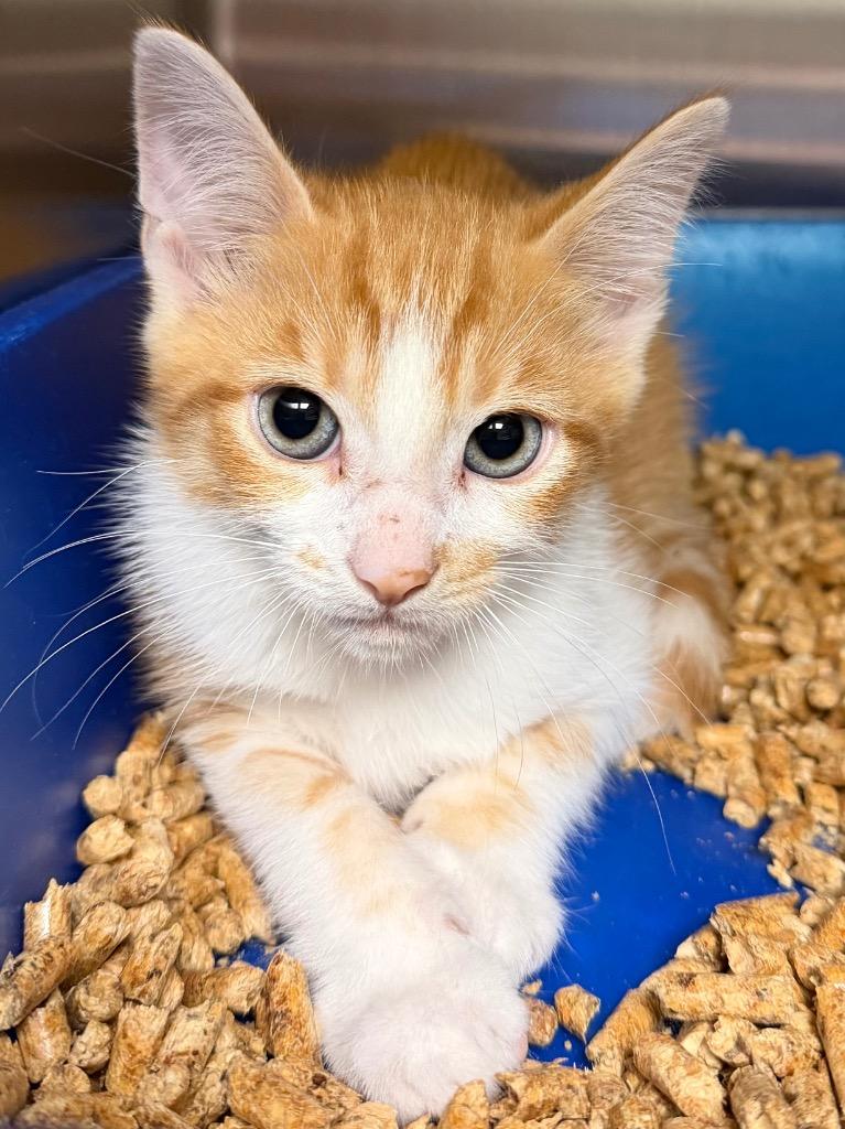 Enlarge Short Ribs, a Adoptable Domestic Short Hair in Ocala, FL image 2/2