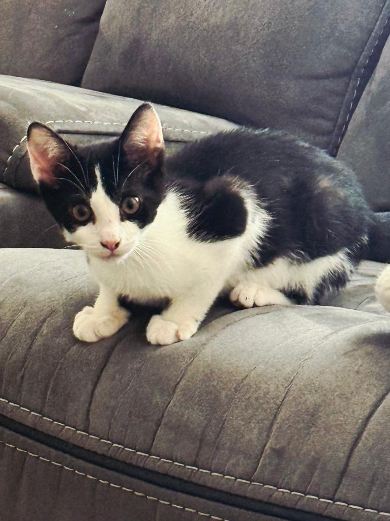 Rummie, Adopted, Kitten Male Domestic Short Hair.