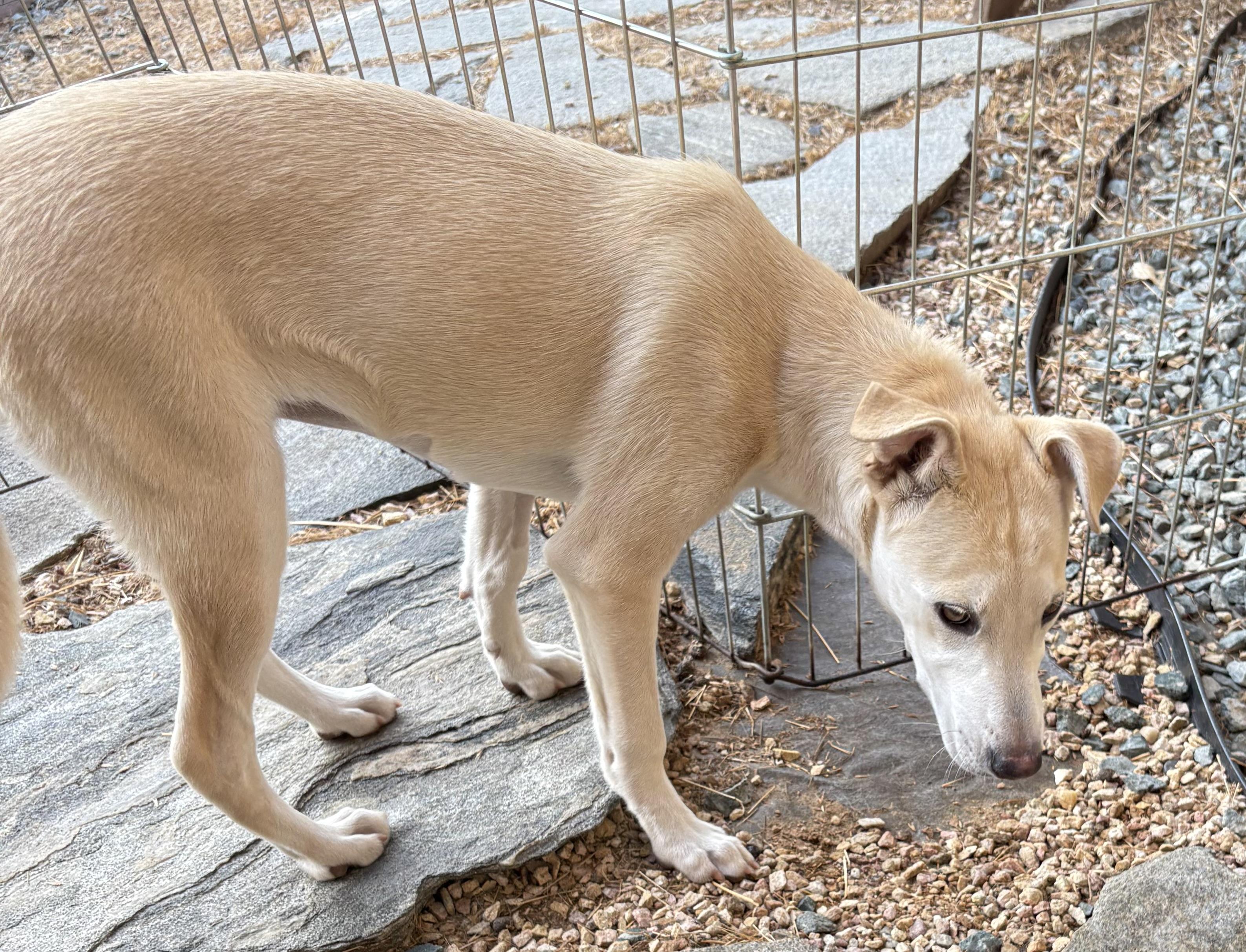 Stella, Adoptable, Young Female Labrador Retriever.