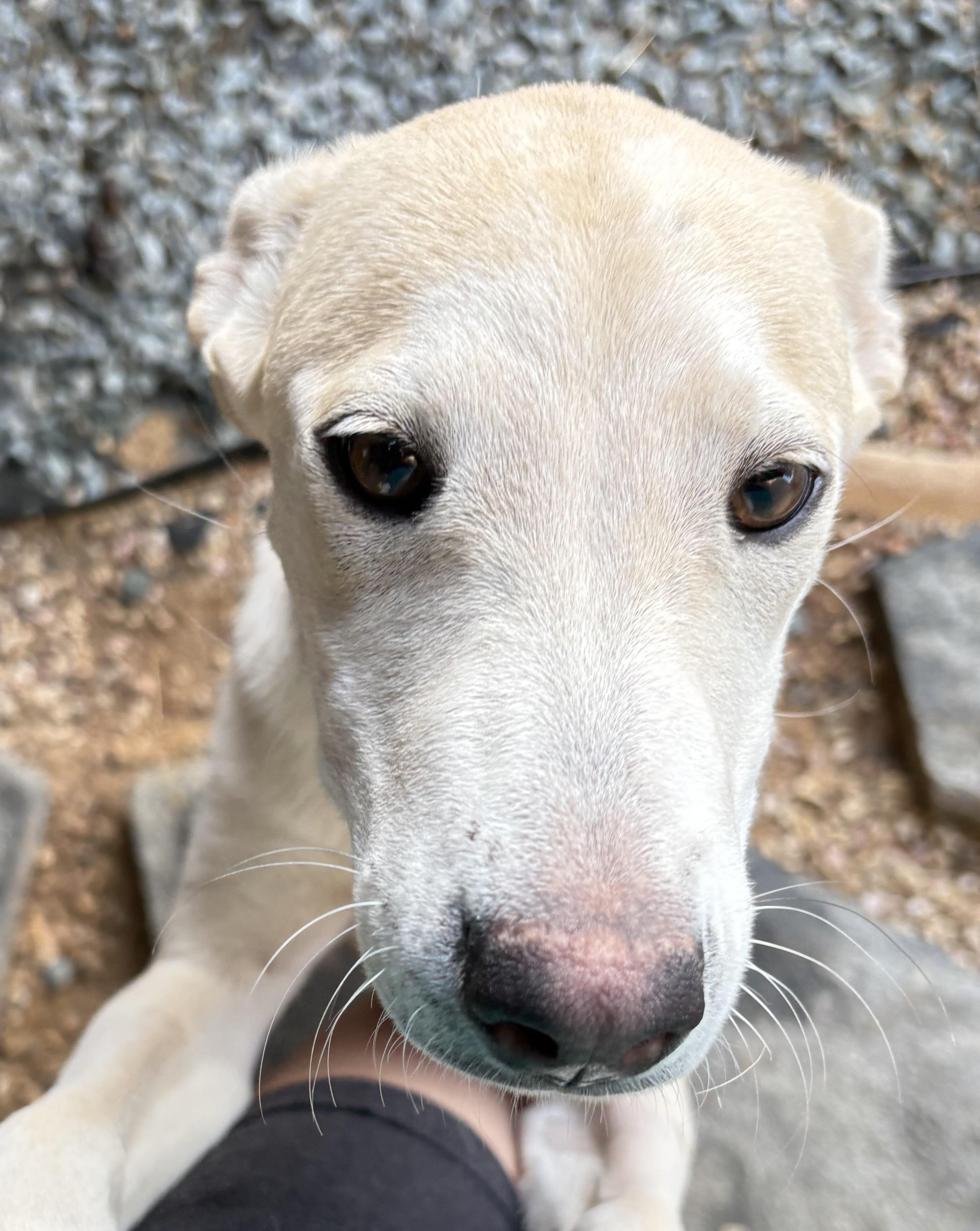 Enlarge Stella, a Adoptable mixed breed in San Ysidro, CA image 2/6