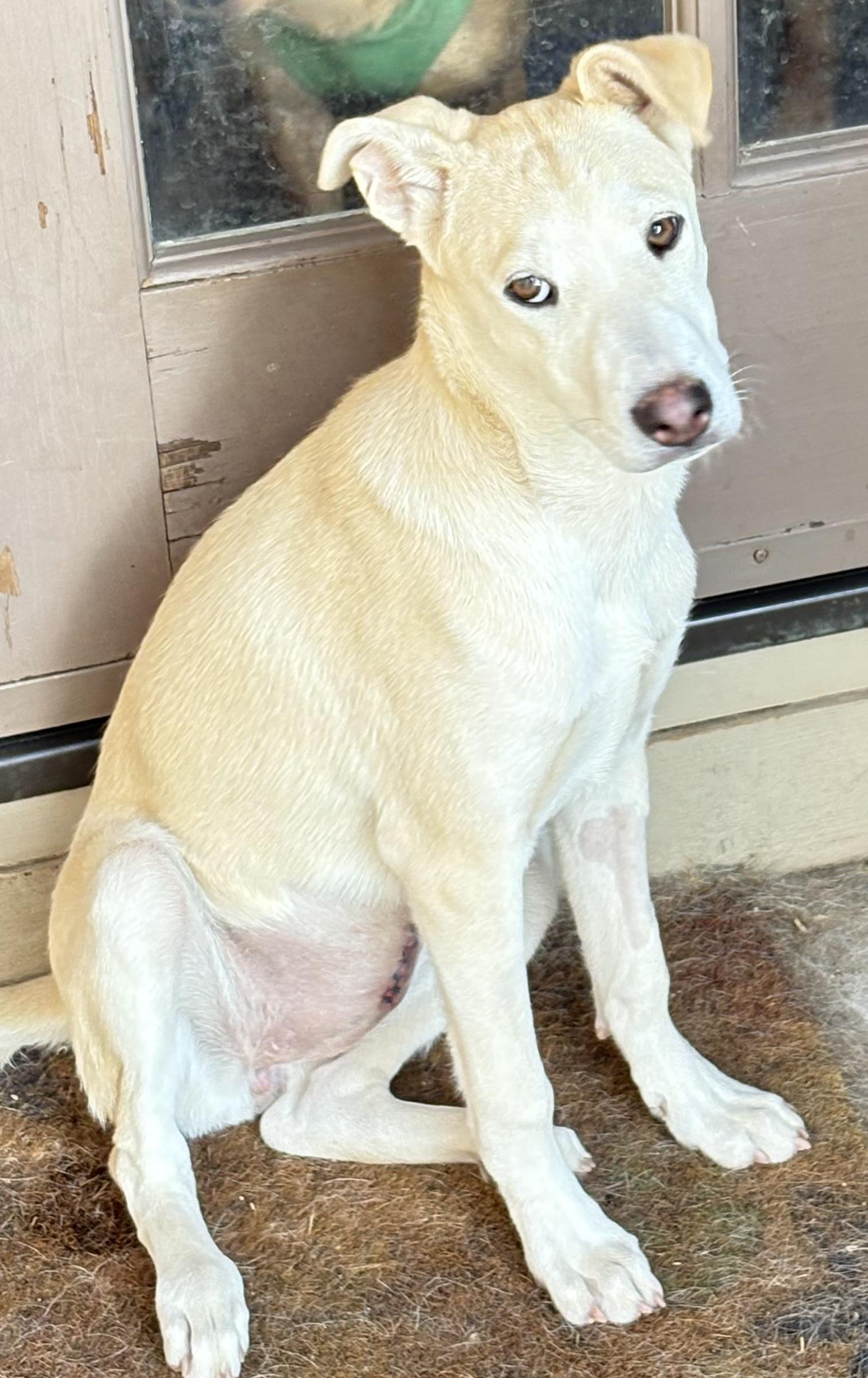 Enlarge Stella, a Adoptable mixed breed in San Ysidro, CA image 3/6