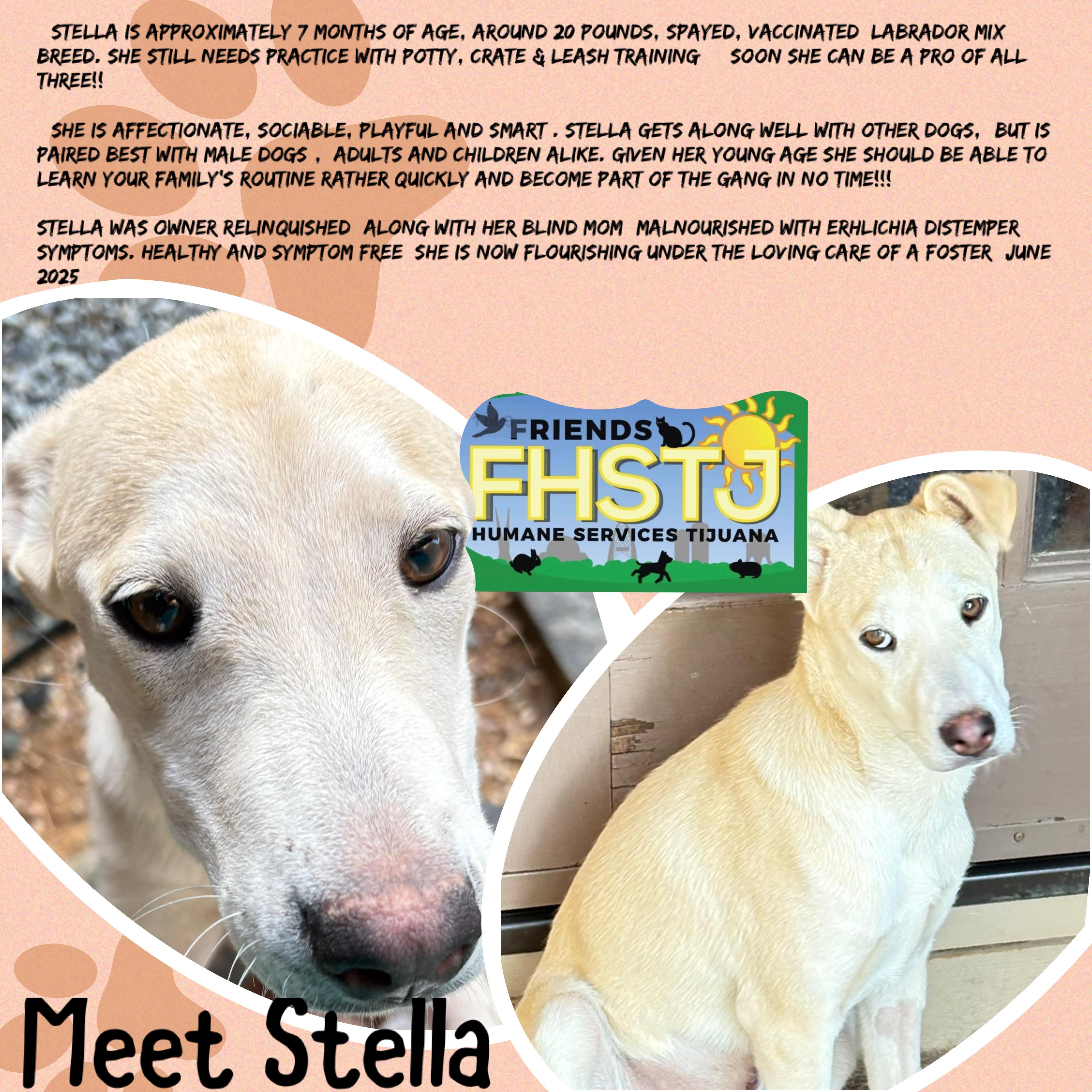 Stella, Adoptable, Young Female Labrador Retriever.