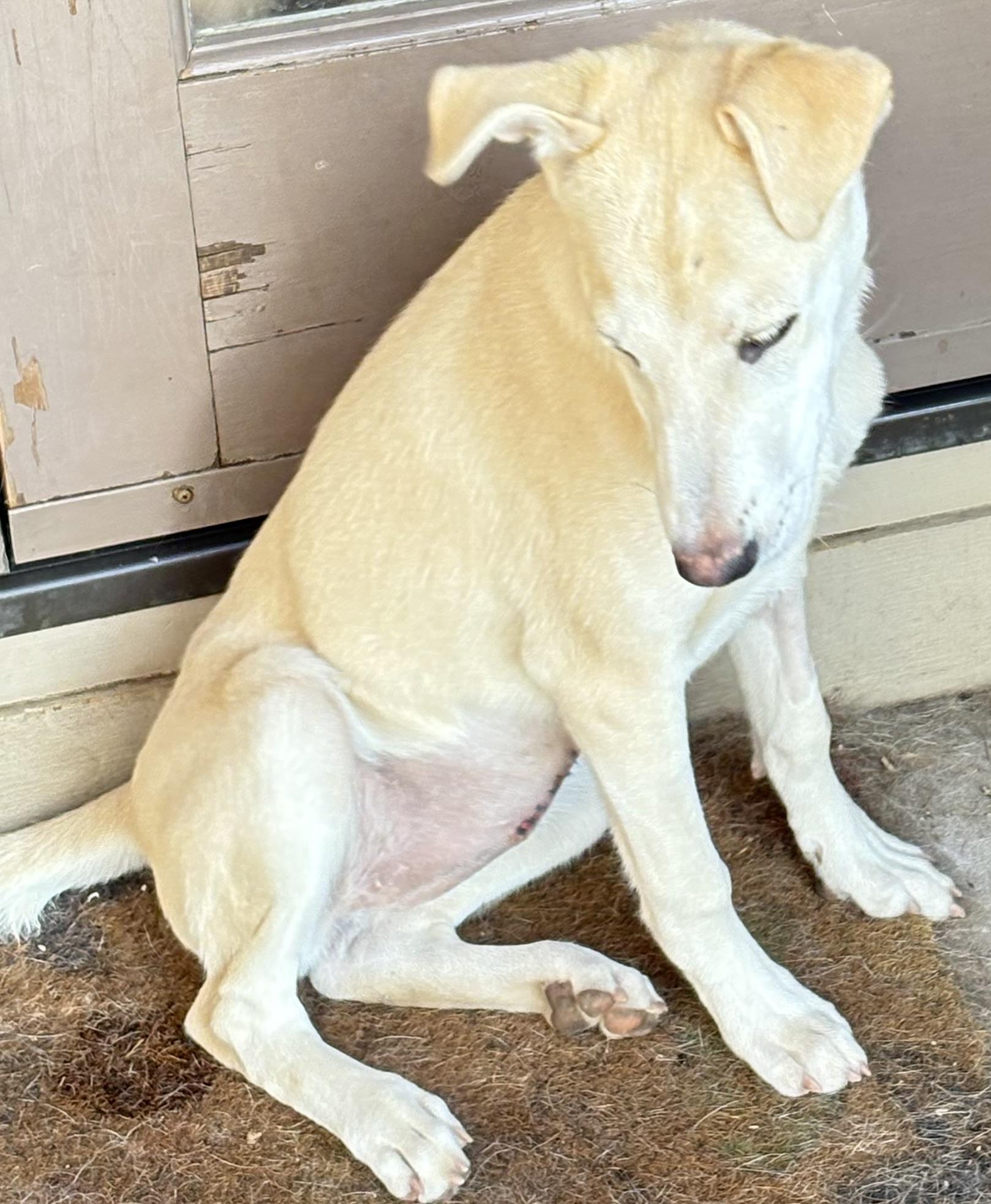 Enlarge Stella, a Adoptable mixed breed in San Ysidro, CA image 5/6